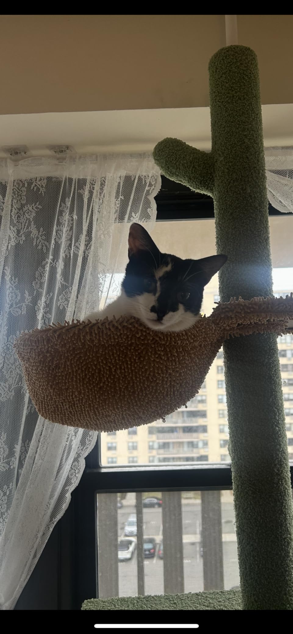 PAWZ Road Cat Tree, Cactus Floor to Ceiling Cat Tower with Adjustable Height(95-108 Inches), 5 Level Cat Climbing Tower with Cozy Hammock, Platforms and Dangling Balls for Indoor Cats customer photo 1