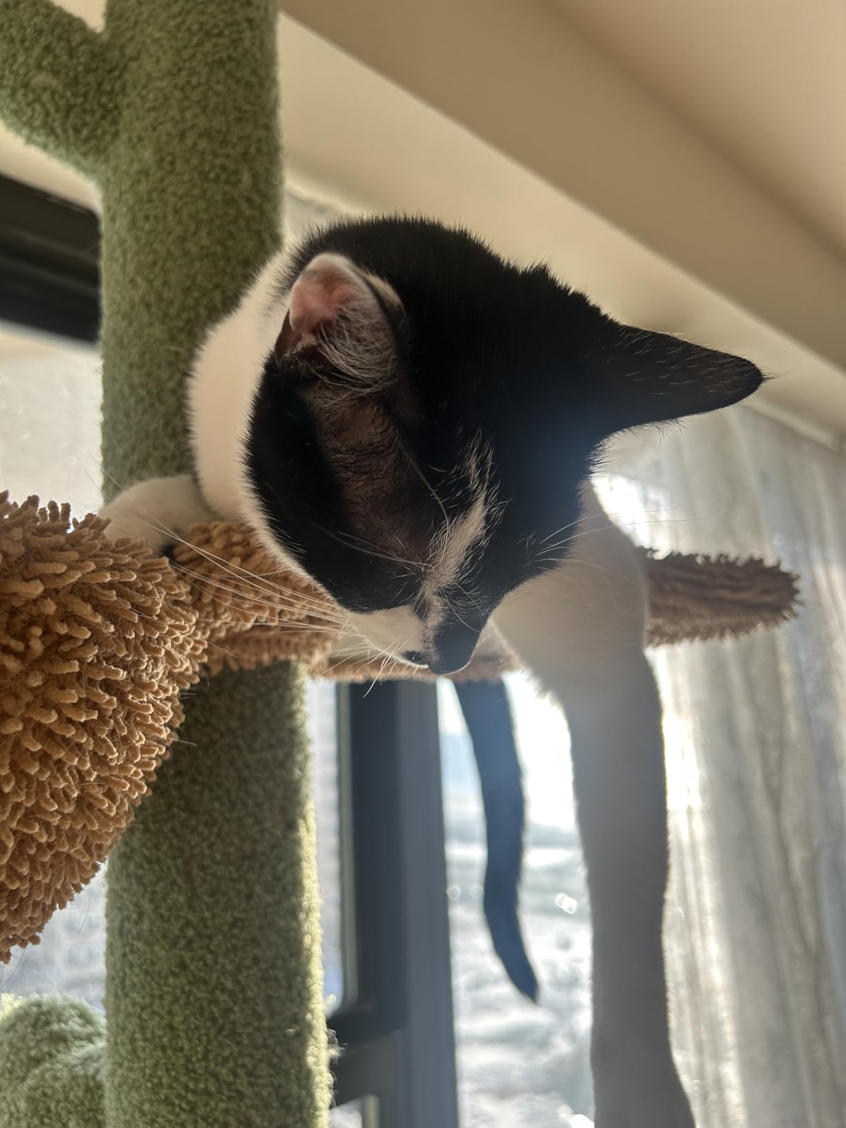 PAWZ Road Cat Tree, Cactus Floor to Ceiling Cat Tower with Adjustable Height(95-108 Inches), 5 Level Cat Climbing Tower with Cozy Hammock, Platforms and Dangling Balls for Indoor Cats customer photo 2