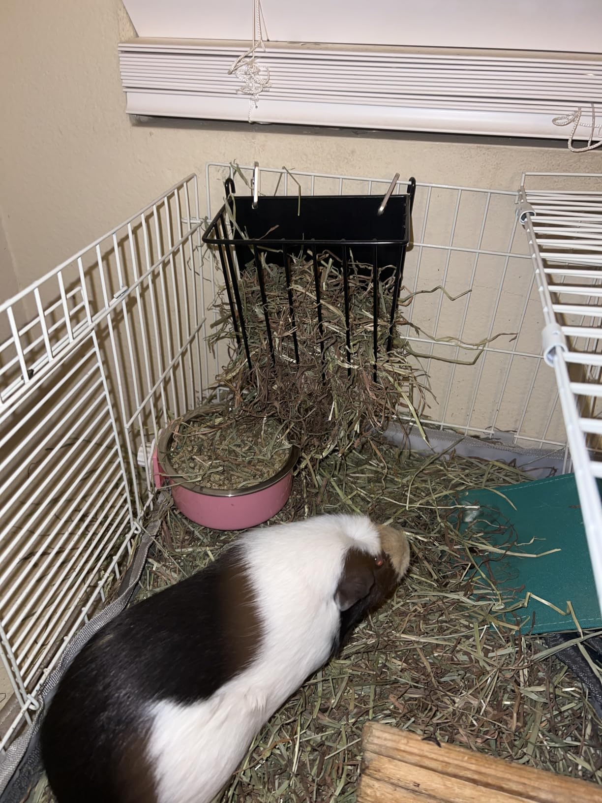 Upgrades Rabbit Hay Feeder - Guinea Pig Hay Feeder - Metal Frame Hay Rack with Adjustable Hook - Less Wasted - for Guinea Pigs - Chinchilla Bunny Cage Accessories - Bunny Feeder customer photo 1