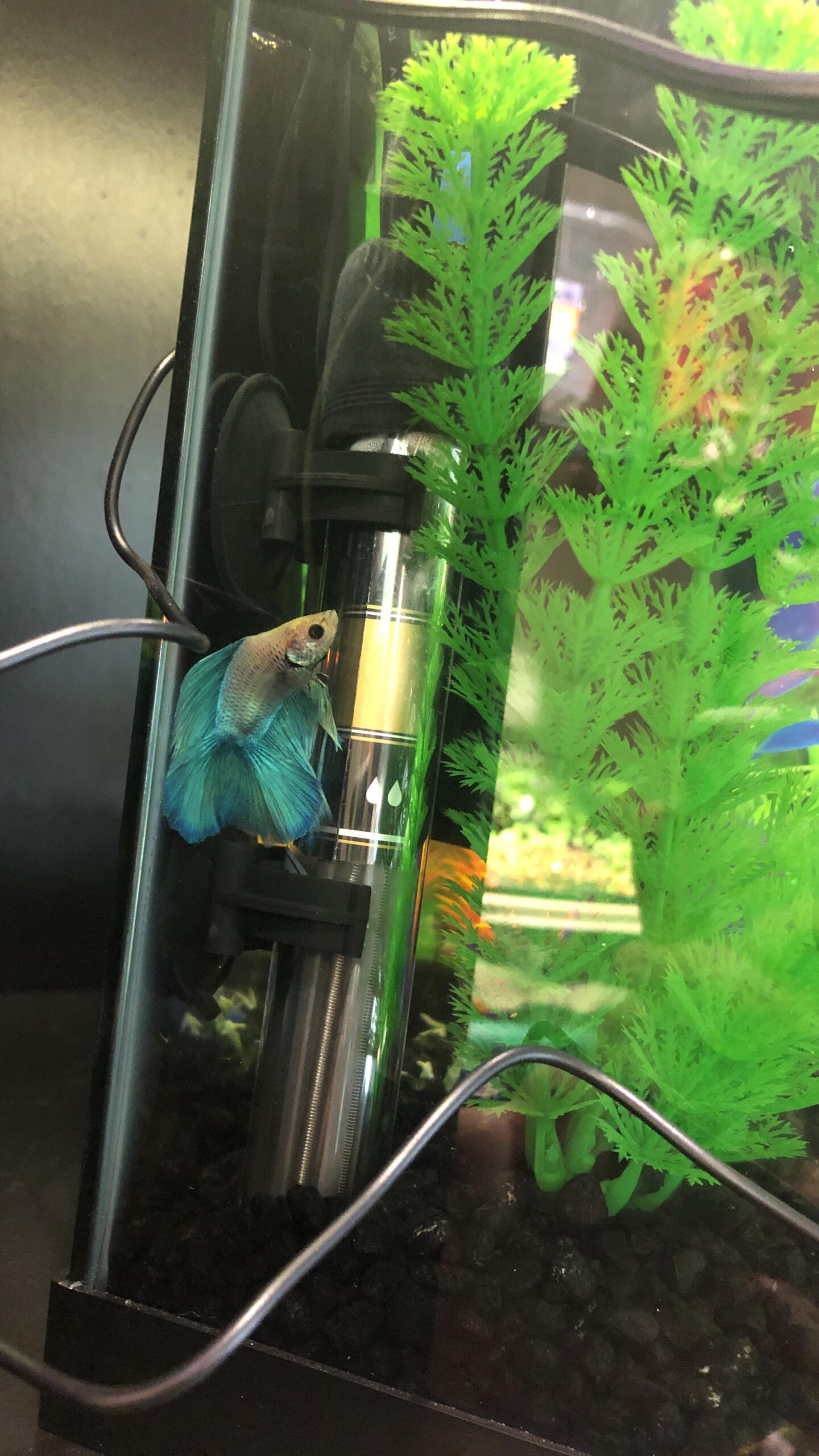FREESEA Aquarium Fish Tank Heater: 25W/50W/100W/300W Small Submersible Aquarium Heater with Preset Temperature for 1-5 Gallon Betta Turtle Freshwater Saltwater Tank customer photo 2