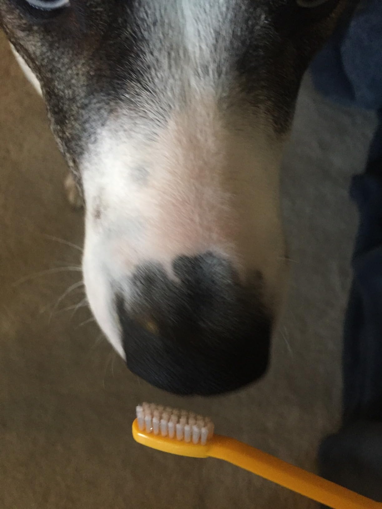 PETHROOM Pet Toothbrush | Dogs and Cats Teeth Brushing Cleaning Tooth Care | Soft Bristle Cleaning Toothbrush for Dog Puppy Cat, Removing Old Plaque and Tartar (Medium) customer photo 1