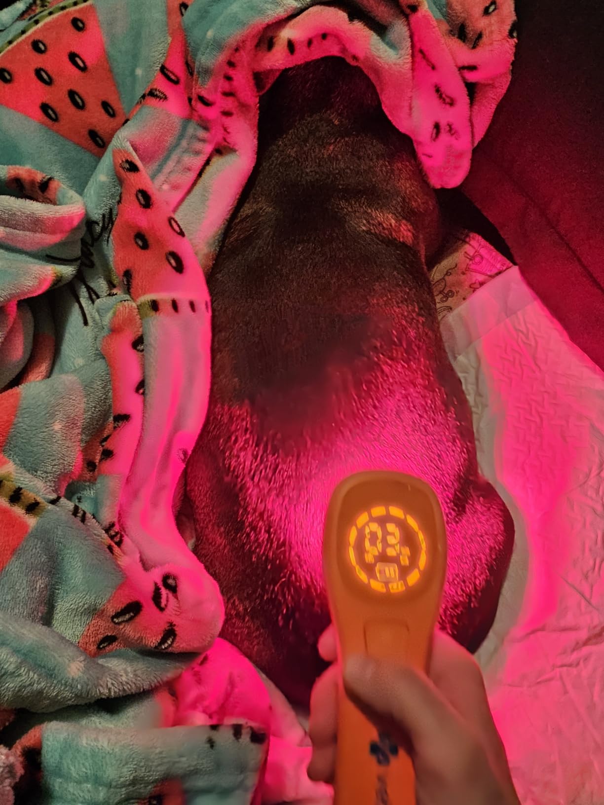 SHINE VetLight Pro Portable Red Light Device for Pet Wellness - Professional-Grade Therapy for Home Use customer photo 2