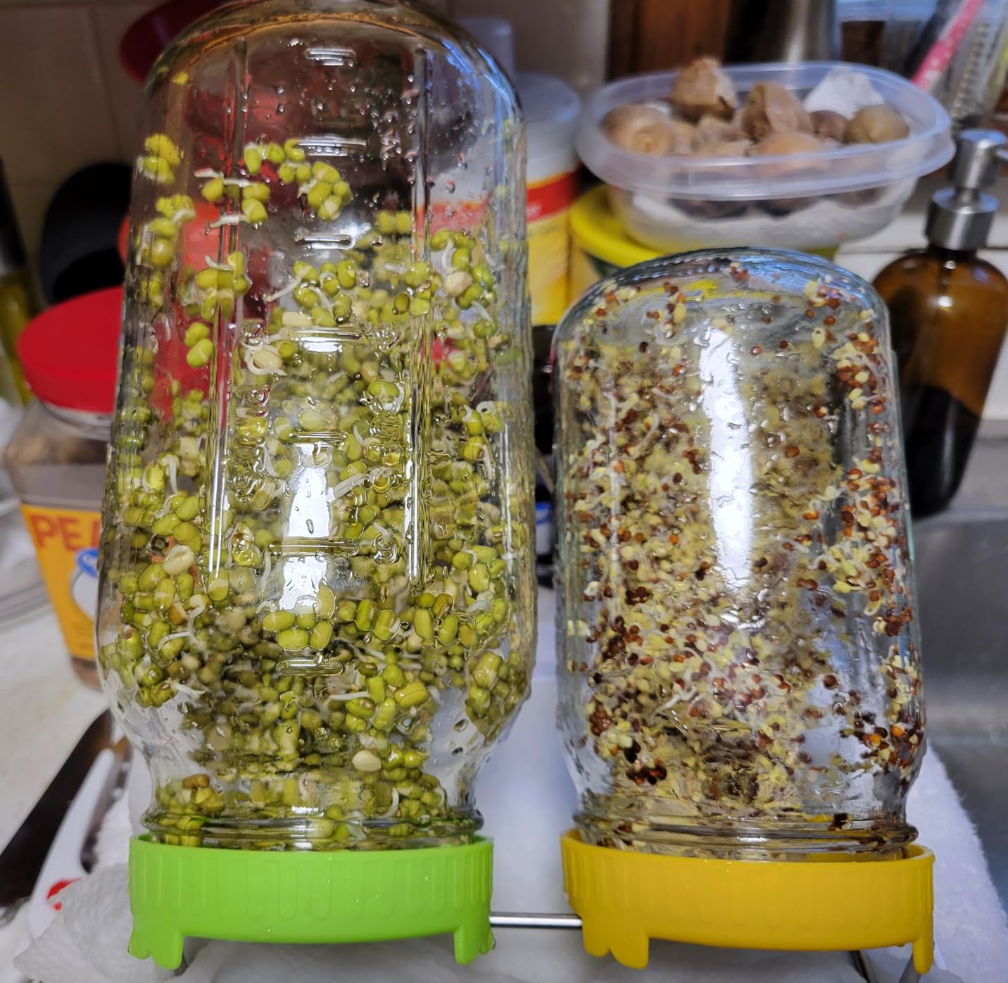 Organic Seed Sprouting Jar Kit - 2 Wide-Mouth Mason Jars with Stainless-Steel Sprouter Lids & Stand, Blackout Sleeves, Drain Tray - Grow Broccoli, Alfalfa & Bean Microgreens customer photo 1