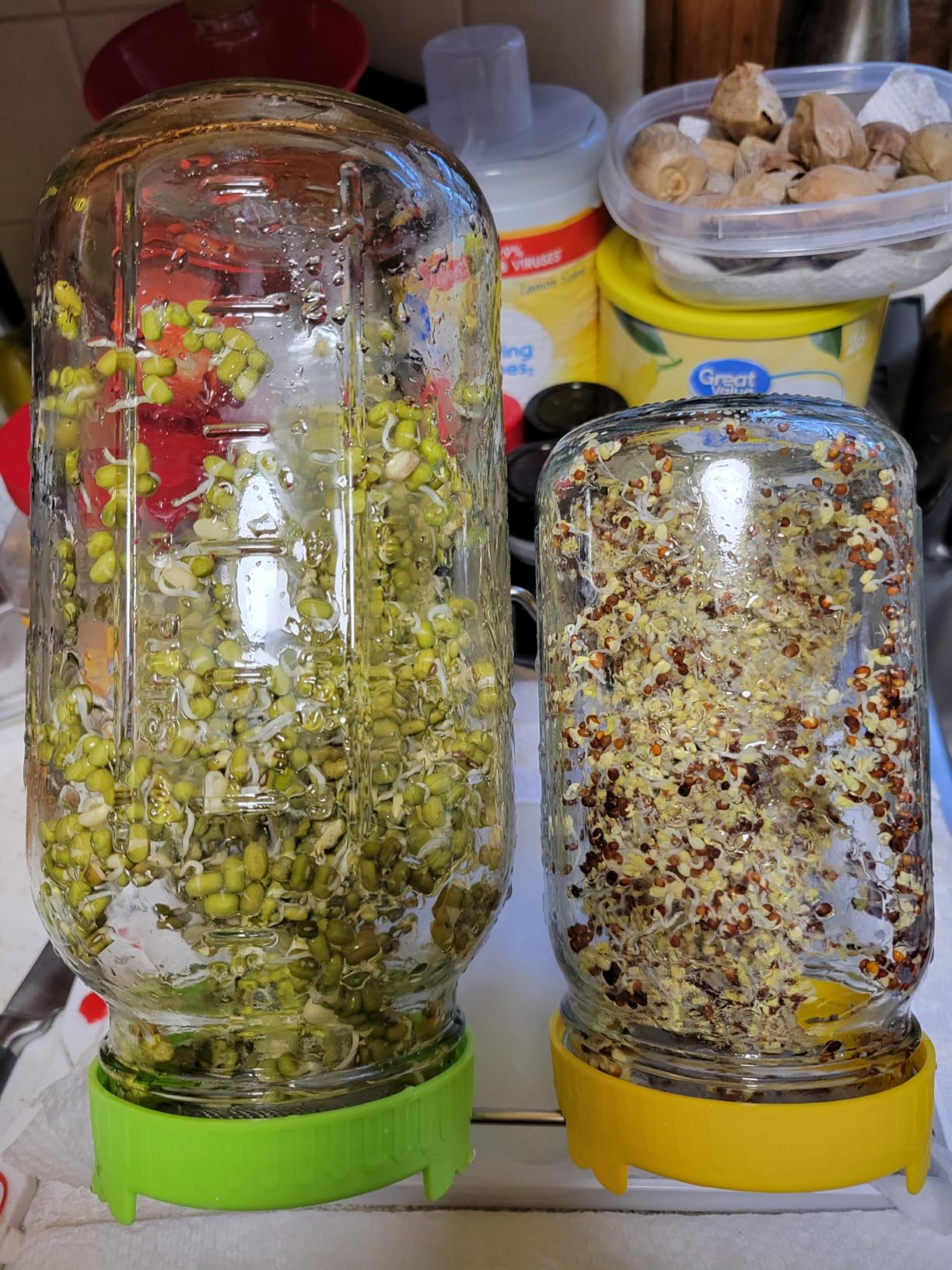 Organic Seed Sprouting Jar Kit - 2 Wide-Mouth Mason Jars with Stainless-Steel Sprouter Lids & Stand, Blackout Sleeves, Drain Tray - Grow Broccoli, Alfalfa & Bean Microgreens customer photo 2