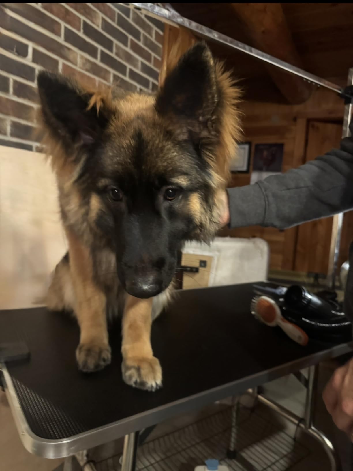 Flying Pig High Velocity Dog Pet Grooming Dryer w/Heater (Flying One, Black w/White Logo) customer photo 1