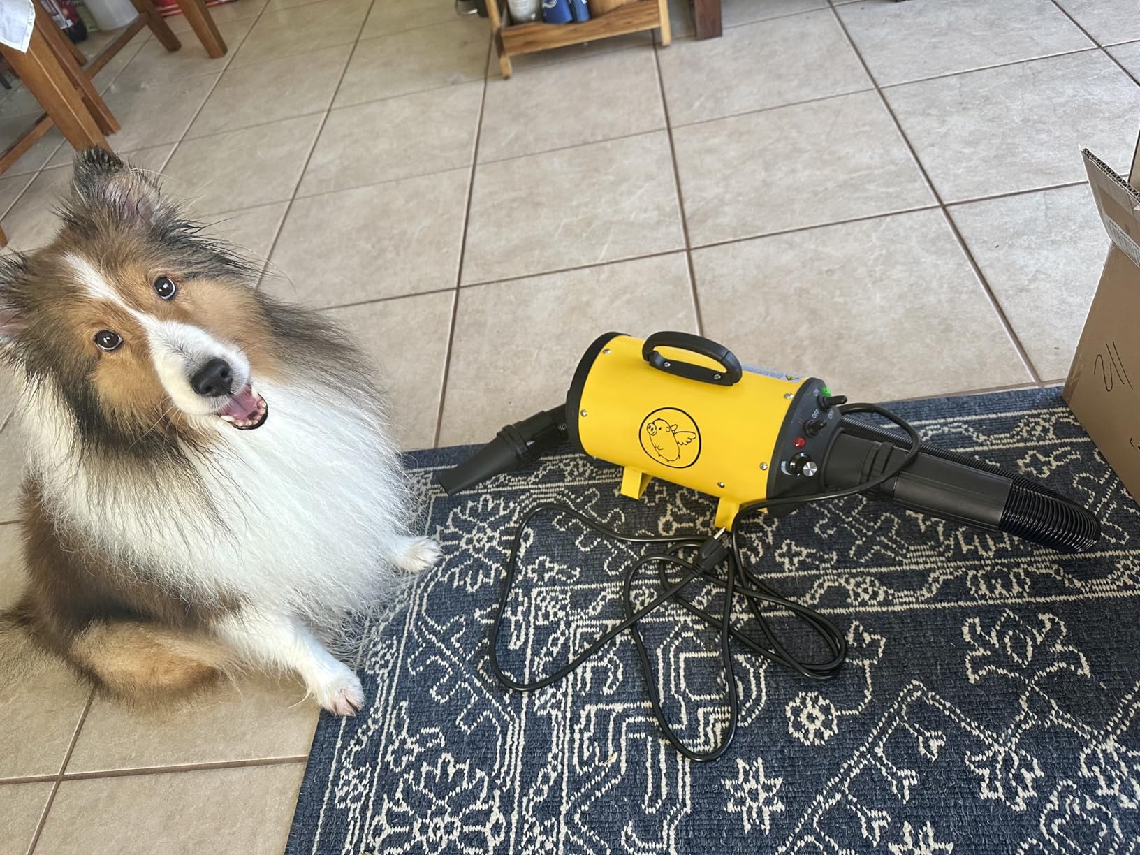 Flying Pig High Velocity Dog Pet Grooming Dryer w/Heater (Flying One, Black w/White Logo) customer photo 2