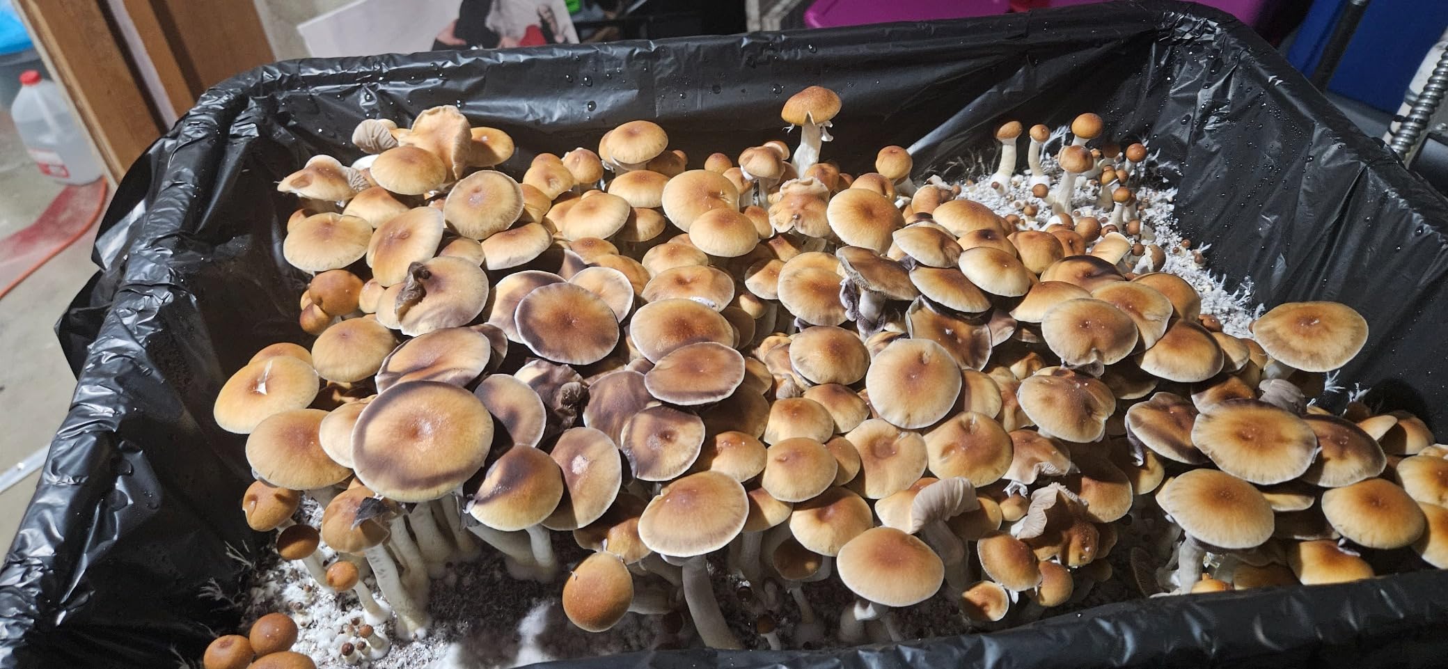 Mushroom Monotub Large 66Q Grow Kit | Complete Mushroom Grow Kit | Includes 2 Sterilized Grain Spawn Bags, Bulk Substrate, Vermiculite, Filters & More customer photo 2