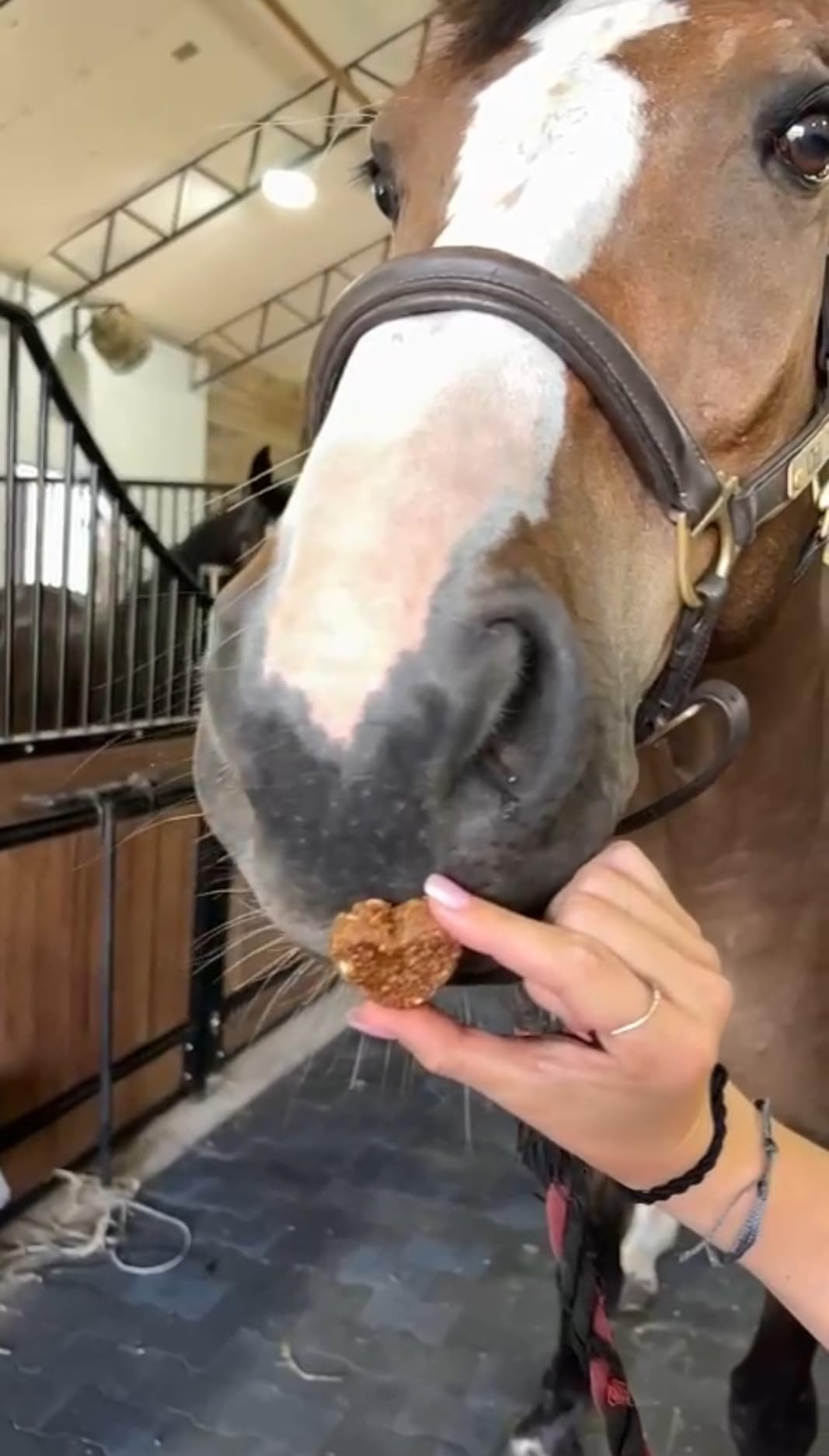 Summit Equine Joint & Mobility Bites Daily Supplement for Horses, Liposomal Delivery, Max Absorption, Vet Recommended, All-Natural Ingredients, 100% Drug-Free, Healthy Joints - 30 Bites customer photo 1