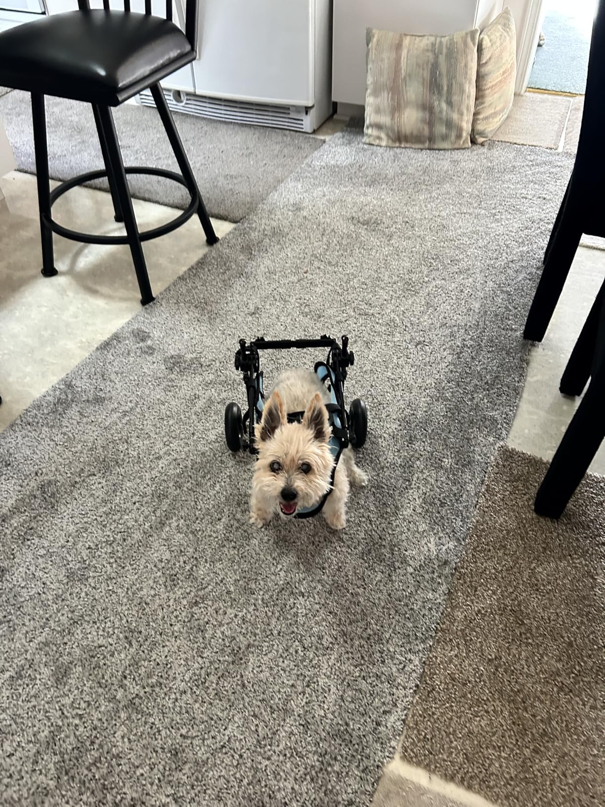 Dog Wheelchair for Back Legs, Dog Wheelchair Cart, Doggy/cat Wheelchairs with Disabled Hind Legs Walking, Mobility Aids for Small Pets Hind Limbs, Dogs Carts with Wheels, Light Weight customer photo 1