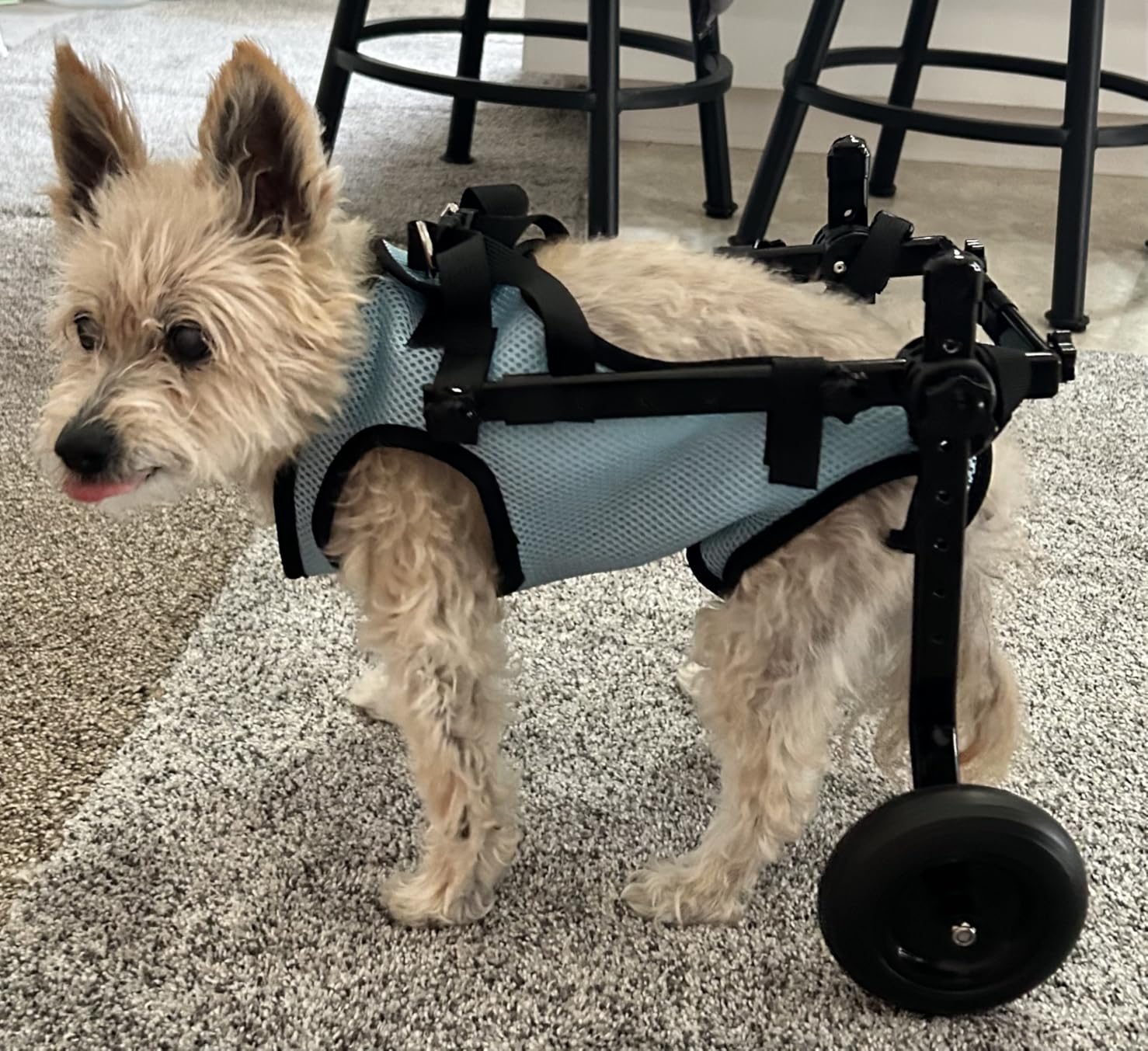 Dog Wheelchair for Back Legs, Dog Wheelchair Cart, Doggy/cat Wheelchairs with Disabled Hind Legs Walking, Mobility Aids for Small Pets Hind Limbs, Dogs Carts with Wheels, Light Weight customer photo 2