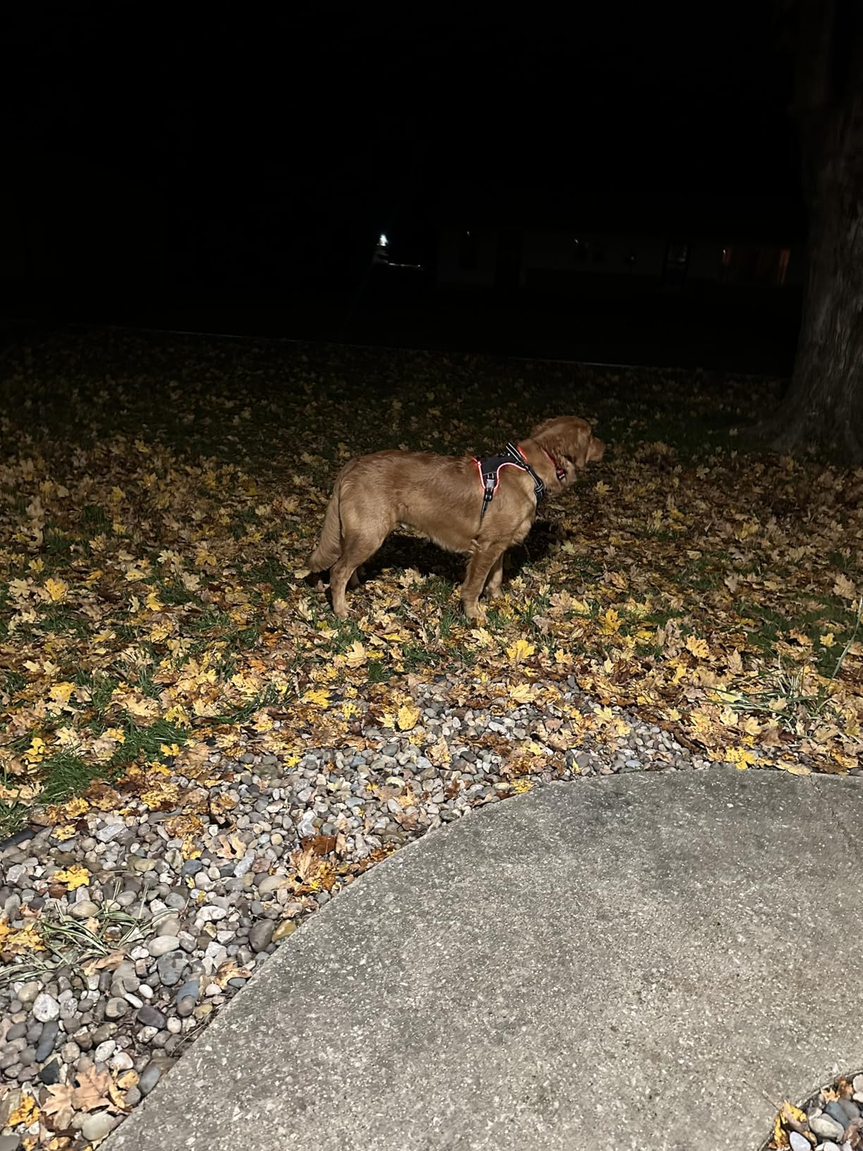 MASBRILL Light Up Dog Harness - LED No Pull, Rechargeable, Adjustable, Illuminated & Reflective Vest for Small, Medium & Large Dogs customer photo 1