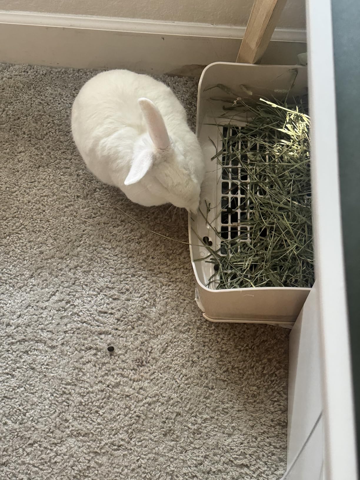 Large Rabbit Litter Box Bunny Potty Training Corner Litter Pan with Drawer Comes with Liners Rabbit Pee Pads, Small Animal Bedding Toilet for Adult Guinea Pig, Ferret, Hamster, Bunnies customer photo 1