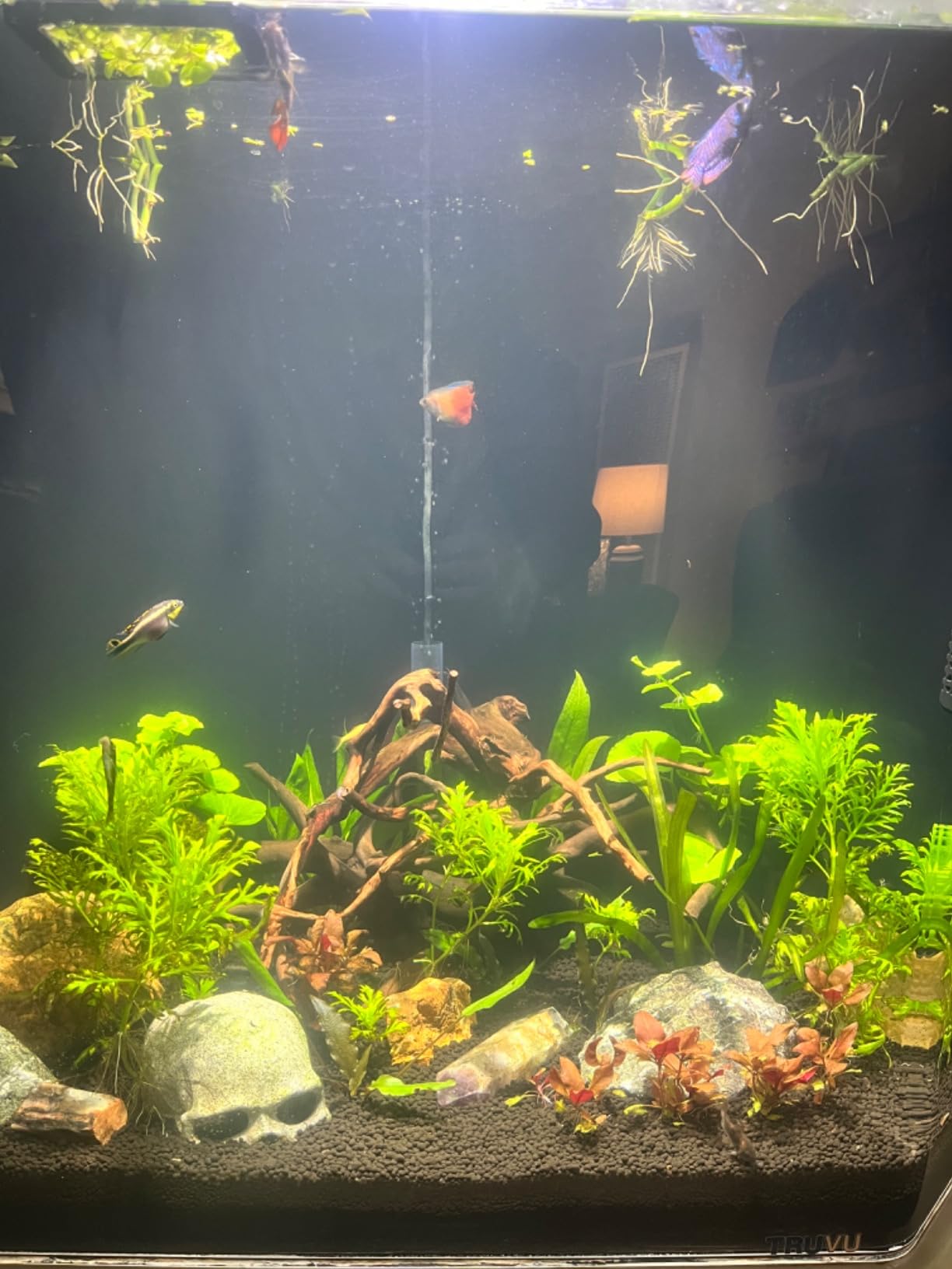 AI Prime 16 Freshwater Planted Aquarium LED Light - Superior Plant Growth, App Control, Low Energy Efficient - White customer photo 1
