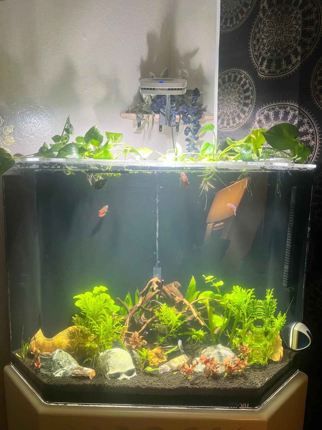 AI Prime 16 Freshwater Planted Aquarium LED Light - Superior Plant Growth, App Control, Low Energy Efficient - White customer photo 2
