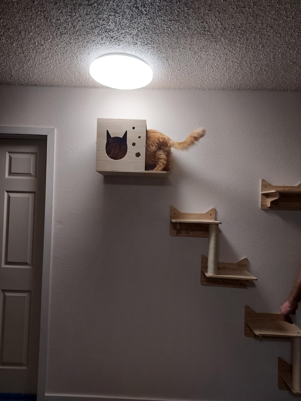 Cat Shelves for Wall - Cat Climbing Furniture Set for Large Cats with House, Bridge Ladder, 3 Scratching Posts & 5 Steps customer photo 1