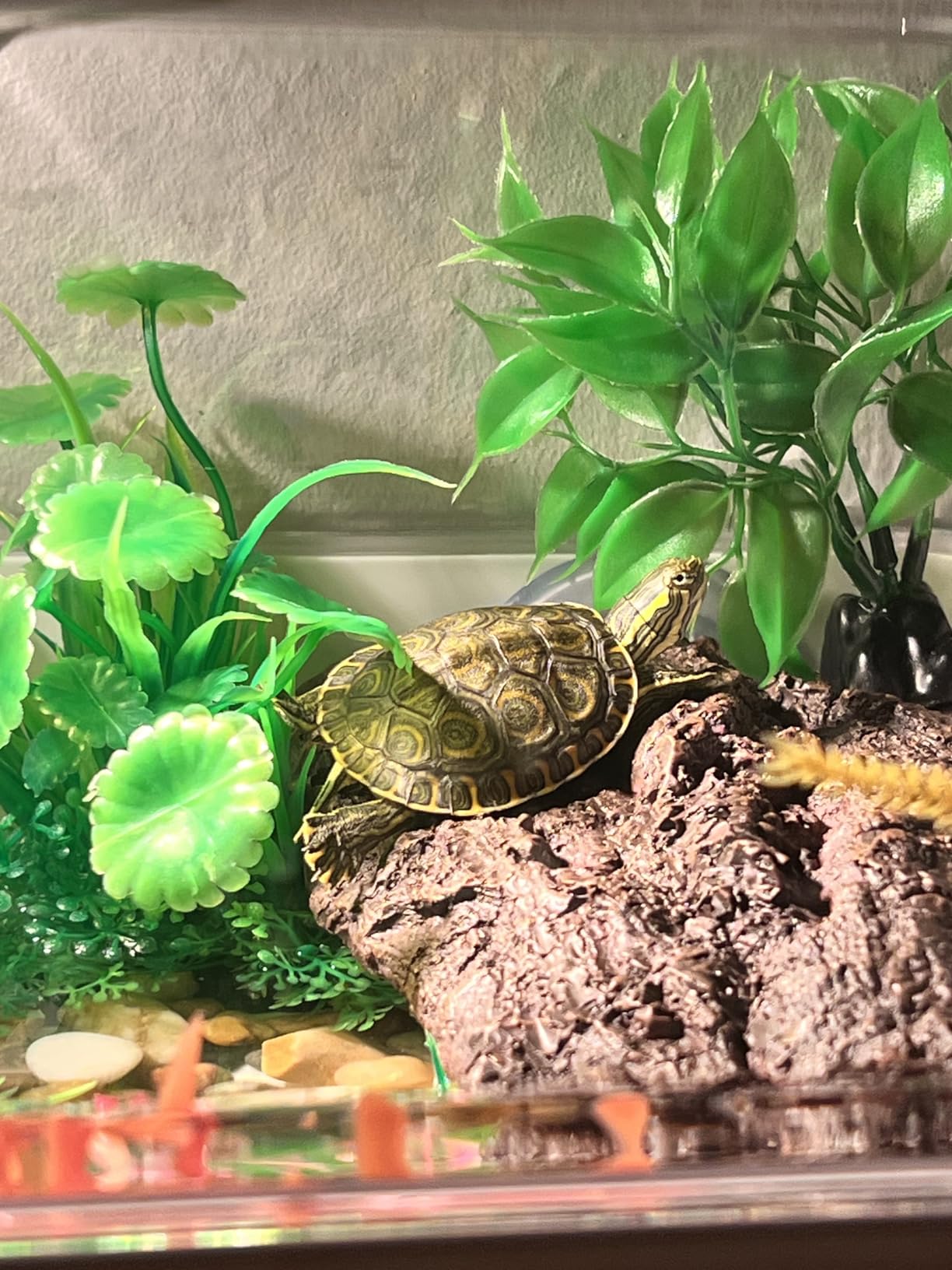 ZENFUN Turtle Basking Platform, Fish Tank Aquarium Tortoise Climbing Platform with 3 Suction Cups, Baby Tortoise Resting Terrace, Climbing Ramp Shale Reptiles Dock for Terrapins, Frogs customer photo 1
