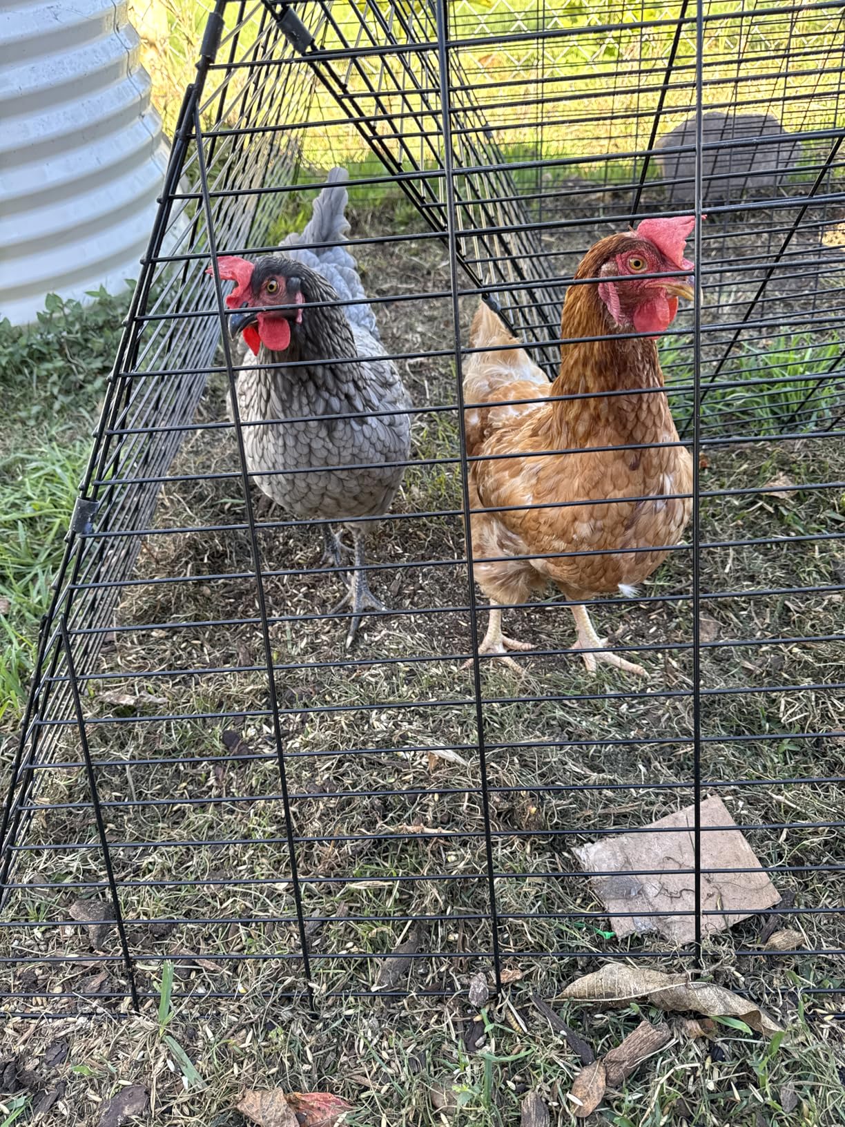 VEVOR Chicken Tunnels for Yard, Metal Poultry Playpen for Outside with Waterproof Cover & Corner Frames, 157.5 x 39.4 x 24.2 inch(LxWxH), Also Widely Used for Ducks, Rabbits, Geese Coop customer photo 1