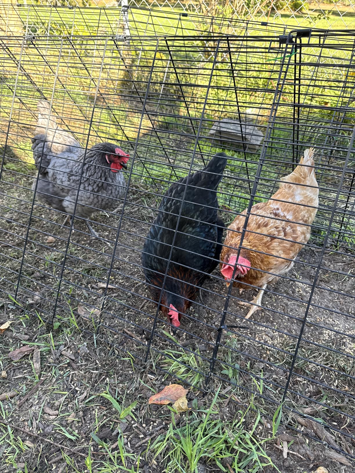 VEVOR Chicken Tunnels for Yard, Metal Poultry Playpen for Outside with Waterproof Cover & Corner Frames, 157.5 x 39.4 x 24.2 inch(LxWxH), Also Widely Used for Ducks, Rabbits, Geese Coop customer photo 2