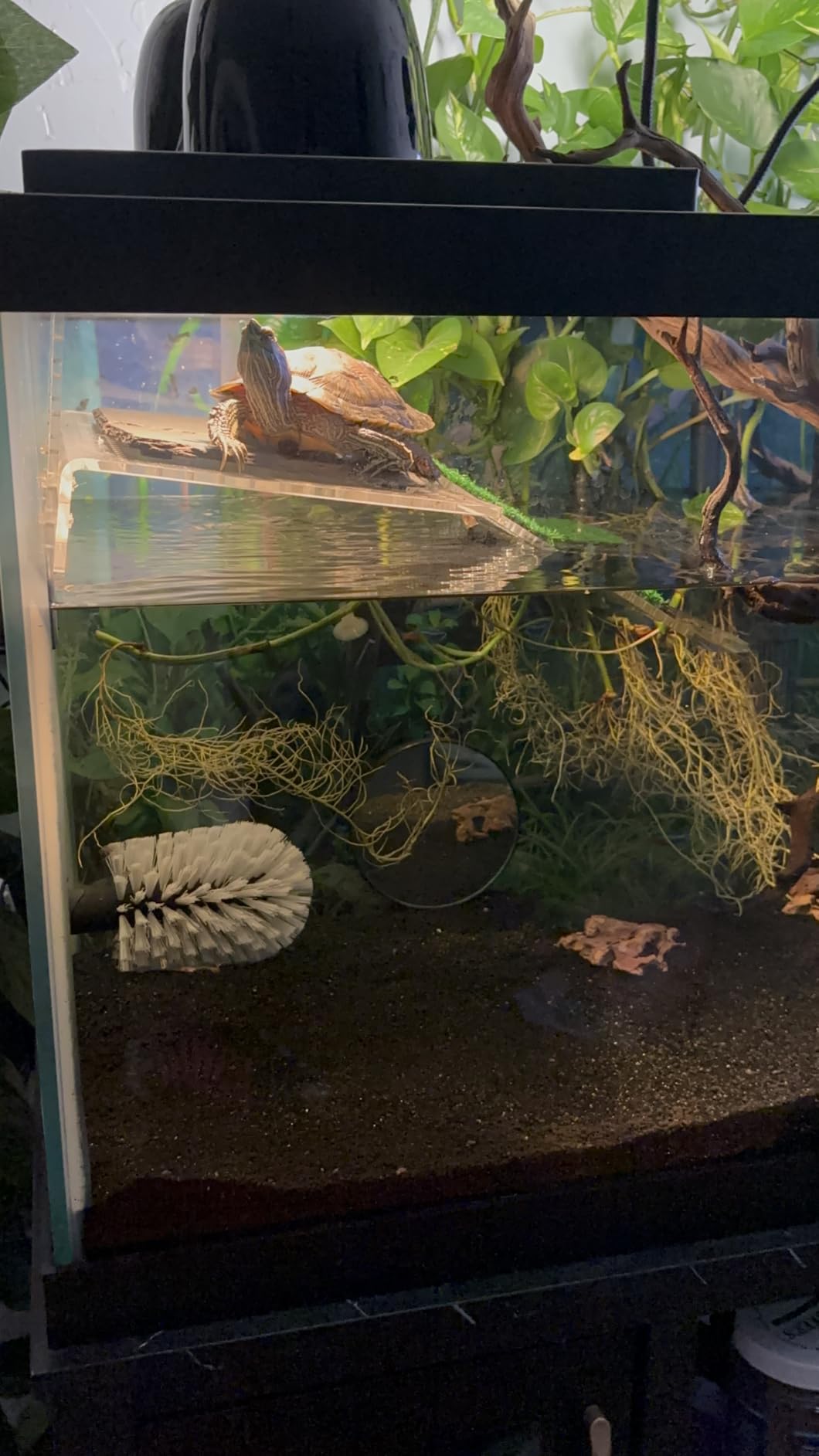 Turtle Docks Large Adjustable Turtle Basking Platform for Aquatic Turtles, Design for Tanks 0.3