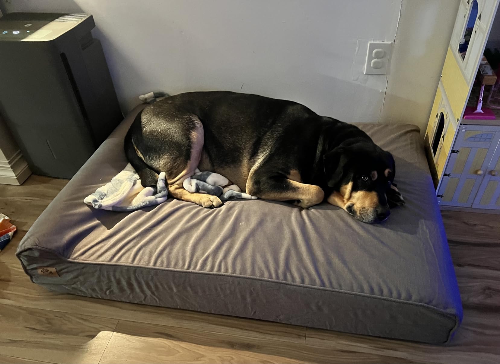 Sytopia XXL 35D Memory Foam Dog Bed for Extra Large Dogs - 7