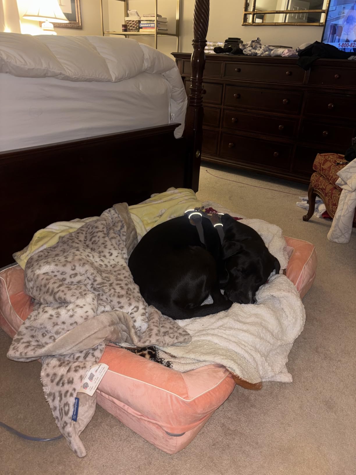 CWAWZ Extra Large Dog Bed, Orthopedic Dog Bed with Cooling Gel Memory Foam, Waterproof XL Pet Bed with Removable Washable Cover, 42