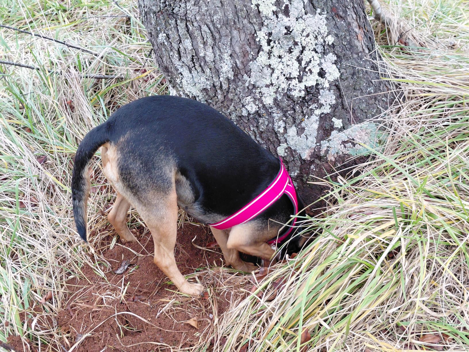 Tractive Smart Dog GPS Tracker | Live Pet Tracker with Virtual Fence | Vital Signs Monitoring of Heart & Respiratory Rate | Bark Monitoring | Dog Collar Attachment customer photo 1