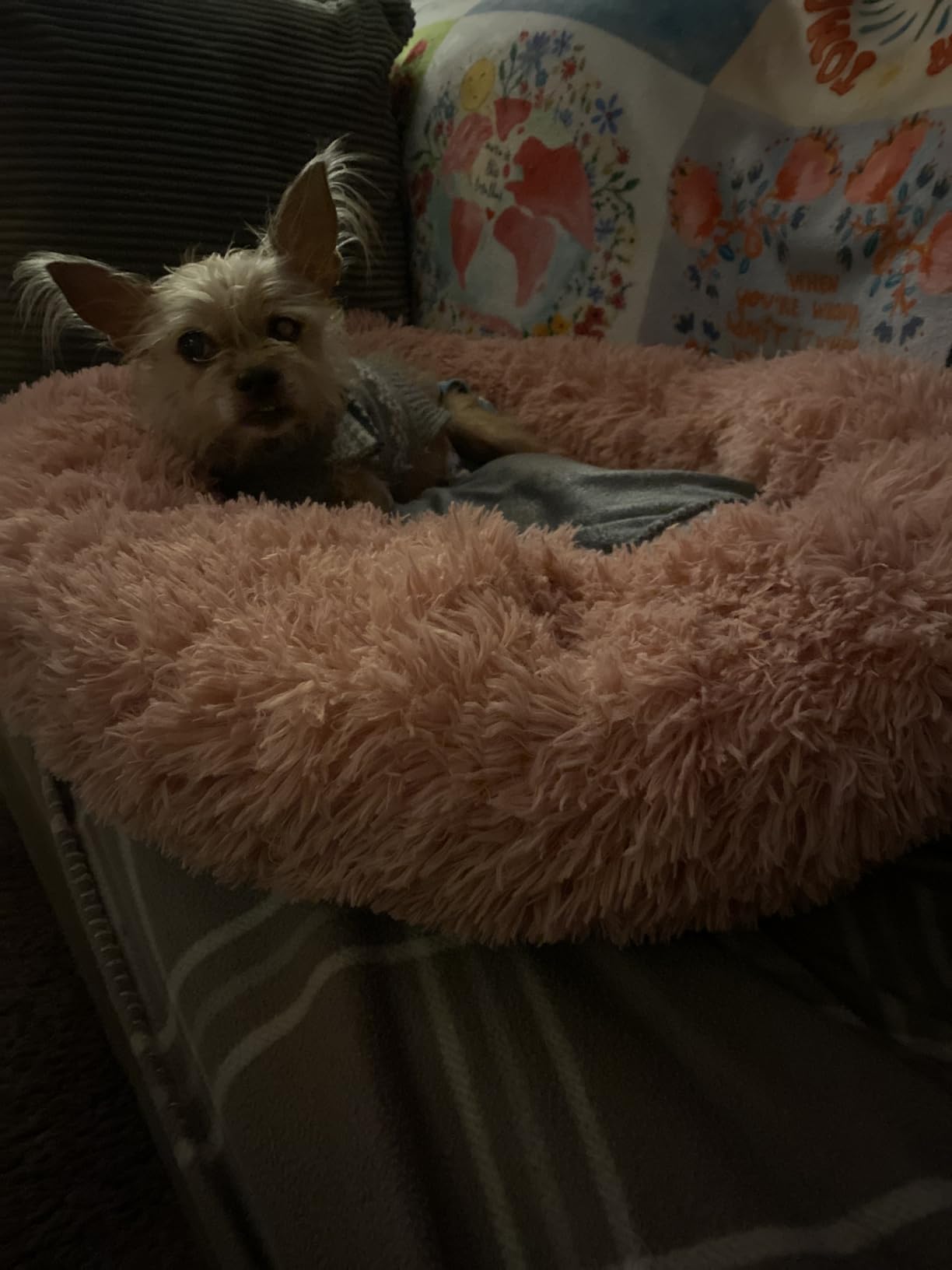 JOLLYVOGUE Calming Dog Beds Large Sized Dog, 36in Donut Washable Large Pet Bed, Anti-Slip & Anti-Anxiety Fluffy Faux Fur Round Dogs Bed, Fits up to 80 lbs Pets customer photo 2