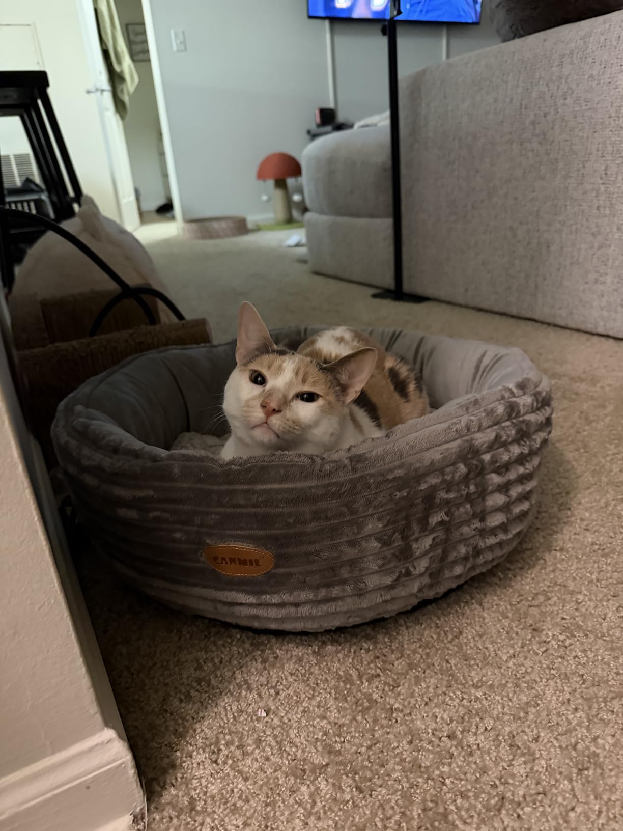 Heated Cat Bed for Indoor Cats, 20'' Electric Cat Heated Bed Pet Warming Bed for Cats and Small Dogs, Washable Calming Round Donut Pet Bed with Heating Pad, Indoor Use customer photo 2
