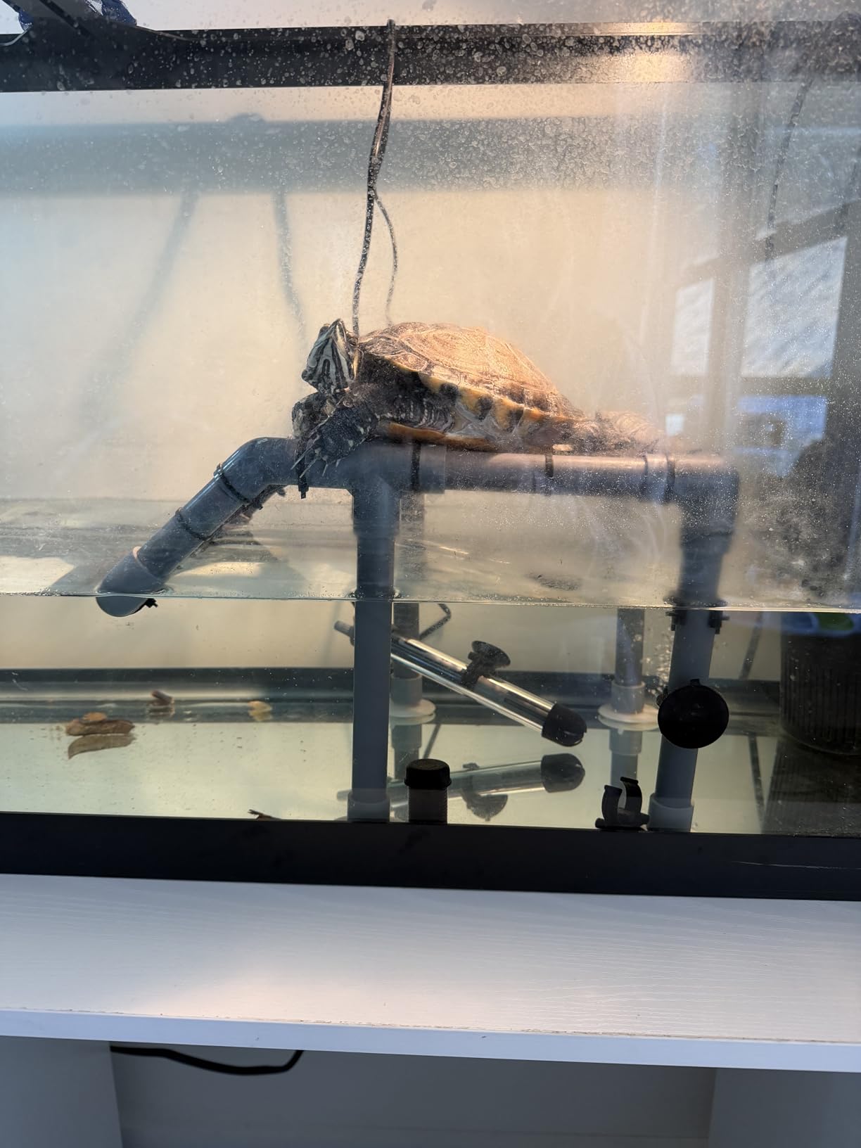 Large Standing Turtle Basking Platform, 10.8