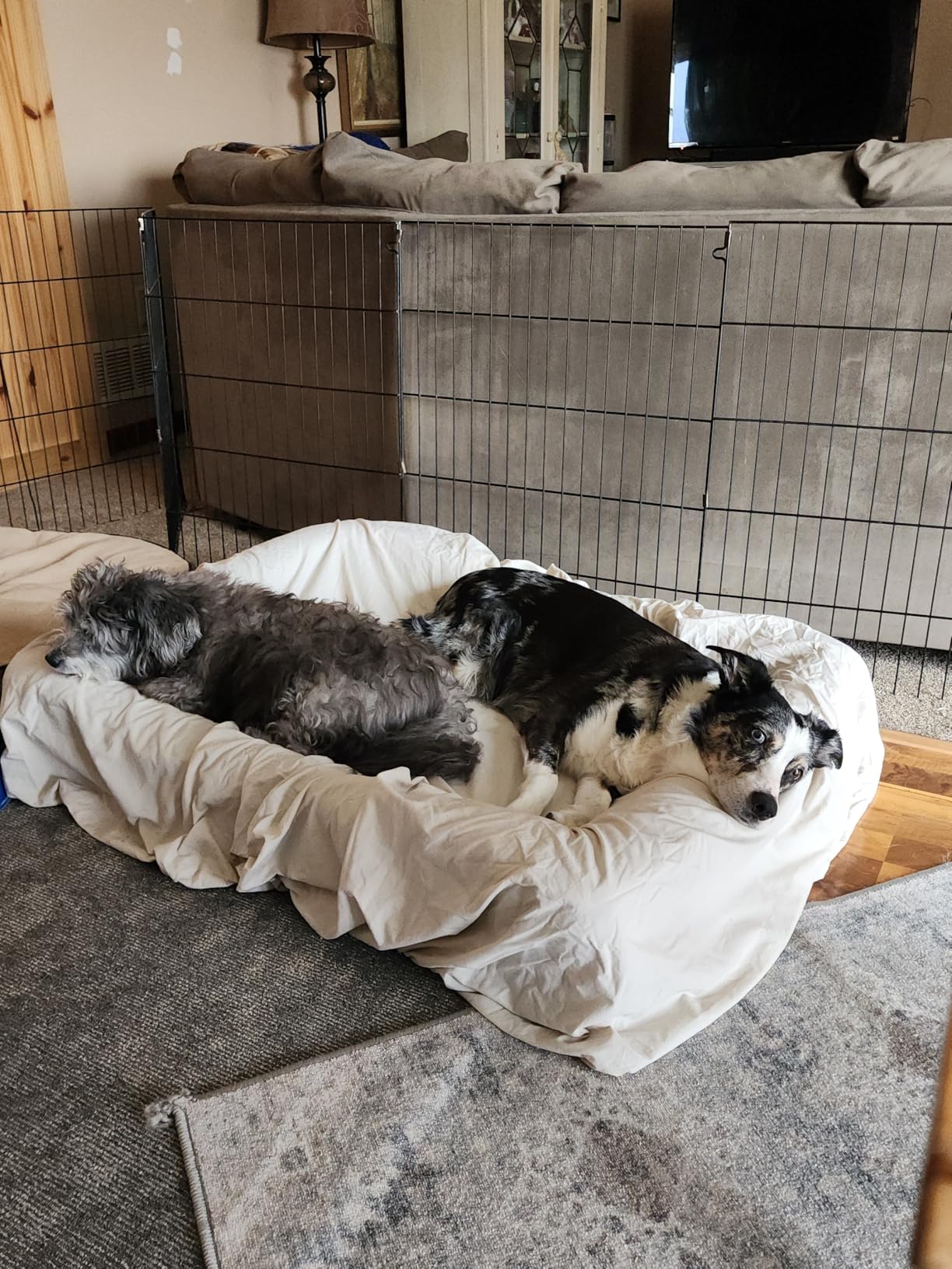 EHEYCIGA Orthopedic XL Dog Bed for Large Sized Dog, 42x30x7.5 Inch Extra Large Memory Foam Dog Couch Bed with Sides, Waterproof Liner & Washable Removable Cover, Bolster Pet Sofa, Grey customer photo 1