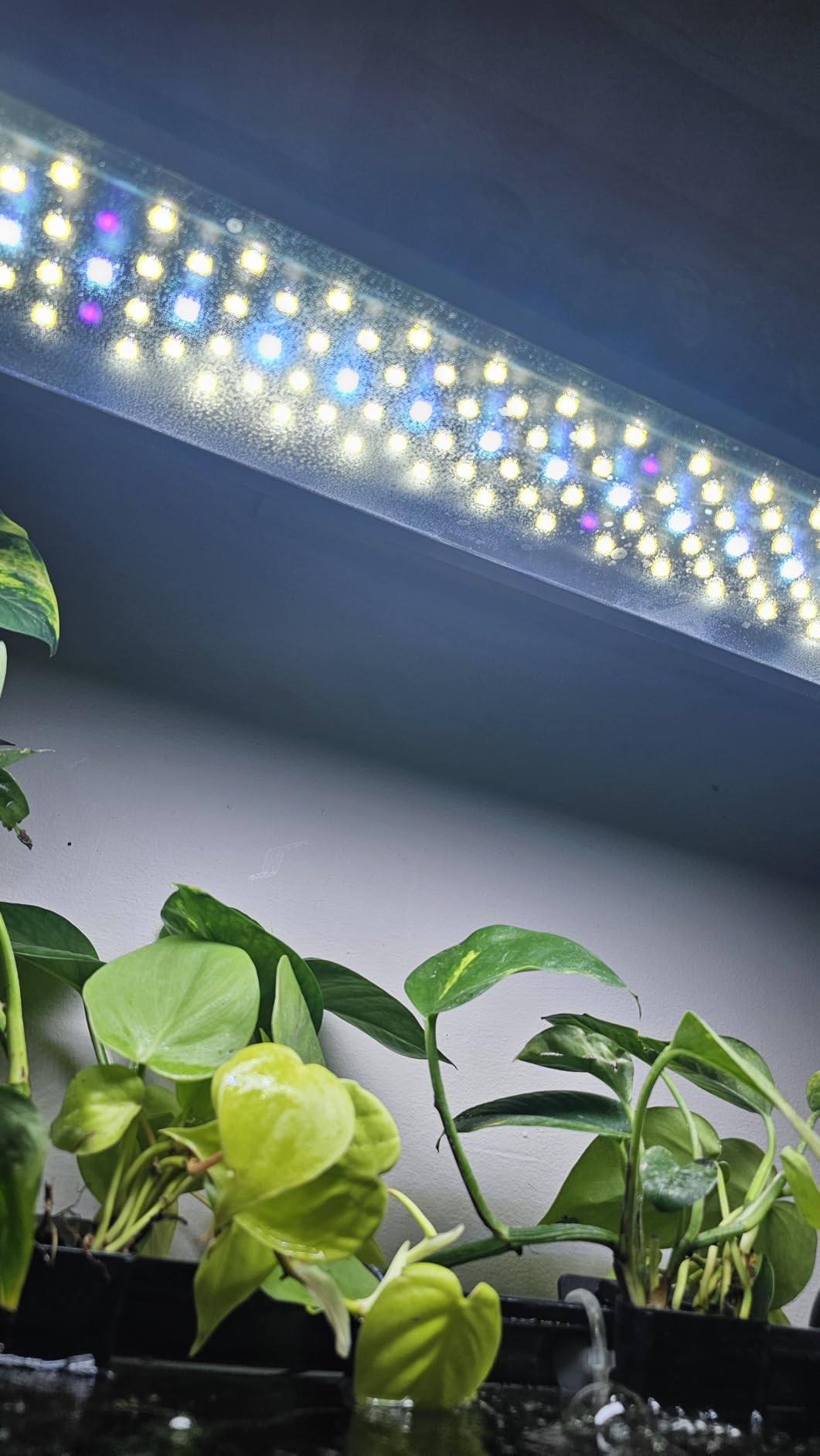 FZONE LED Aquarium Light with APP Control, Full Spectrum for 18-24'' Planted Aquariums, Timer Sunrise/Sunset, 24W (Light 45) customer photo 1