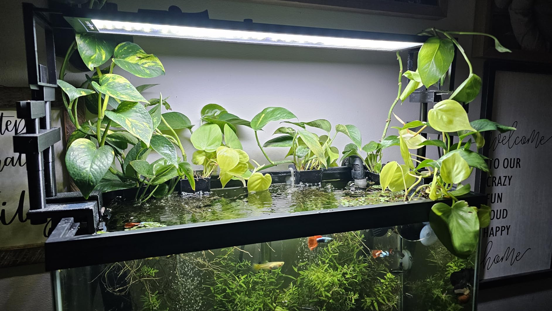 FZONE LED Aquarium Light with APP Control, Full Spectrum for 18-24'' Planted Aquariums, Timer Sunrise/Sunset, 24W (Light 45) customer photo 2