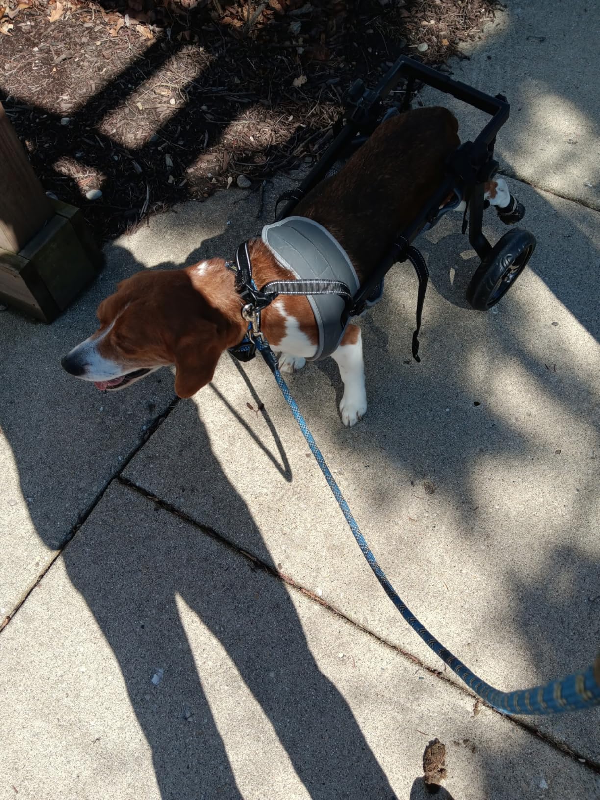 Dog Wheelchair for Back Legs, Light Weight Dog Wheelchair Cart with Disabled Hind Legs Walking, Adjustable customer photo 1