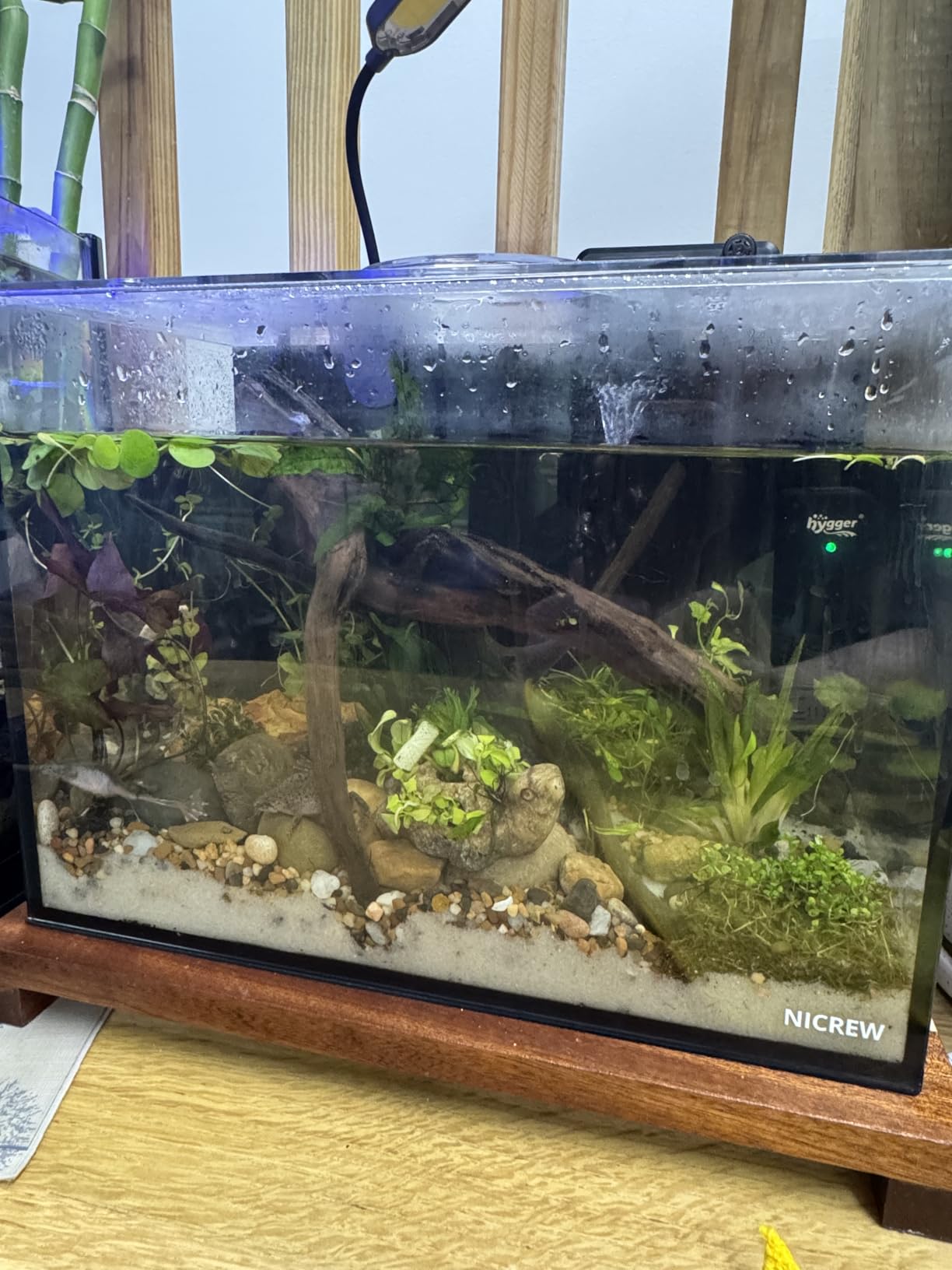 NICREW 2.5 Gallon Nano Nature Aquarium Kit, Ultra-Clear Rimless Desktop Fish Tank with Light, Filter, Gravel and Rock customer photo 2