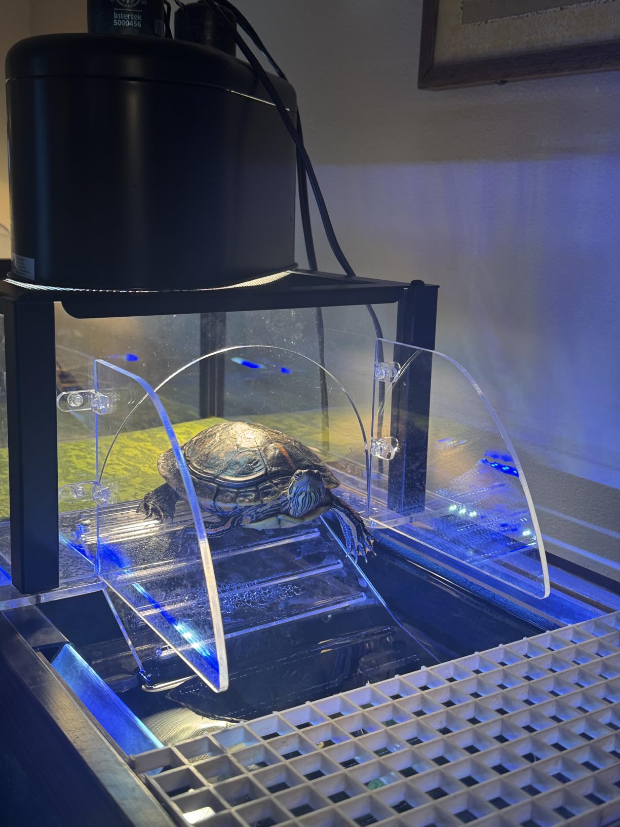 Turtle Topper Basking Platform for Aquatic Turtles 10/20/29/55 Gallon Tank, Aquatic Reptile Ramp Dock, Terrace, Accessories customer photo 1