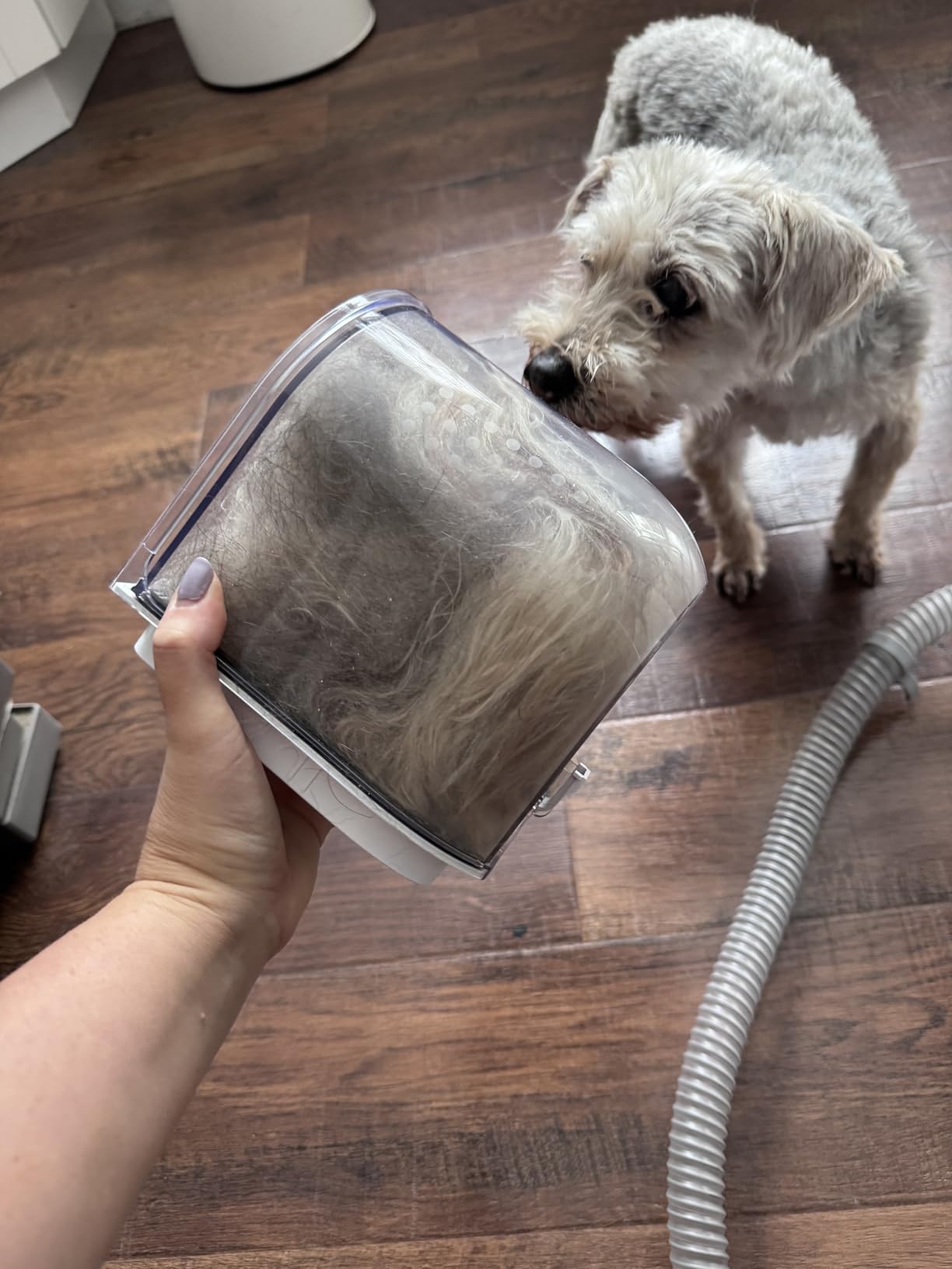 Dog Grooming Vacuum Kit - 3L Vacuum with 7 Tools, Low Noise Electric Clipper and Brush for Pet Shedding at Home, White customer photo 1
