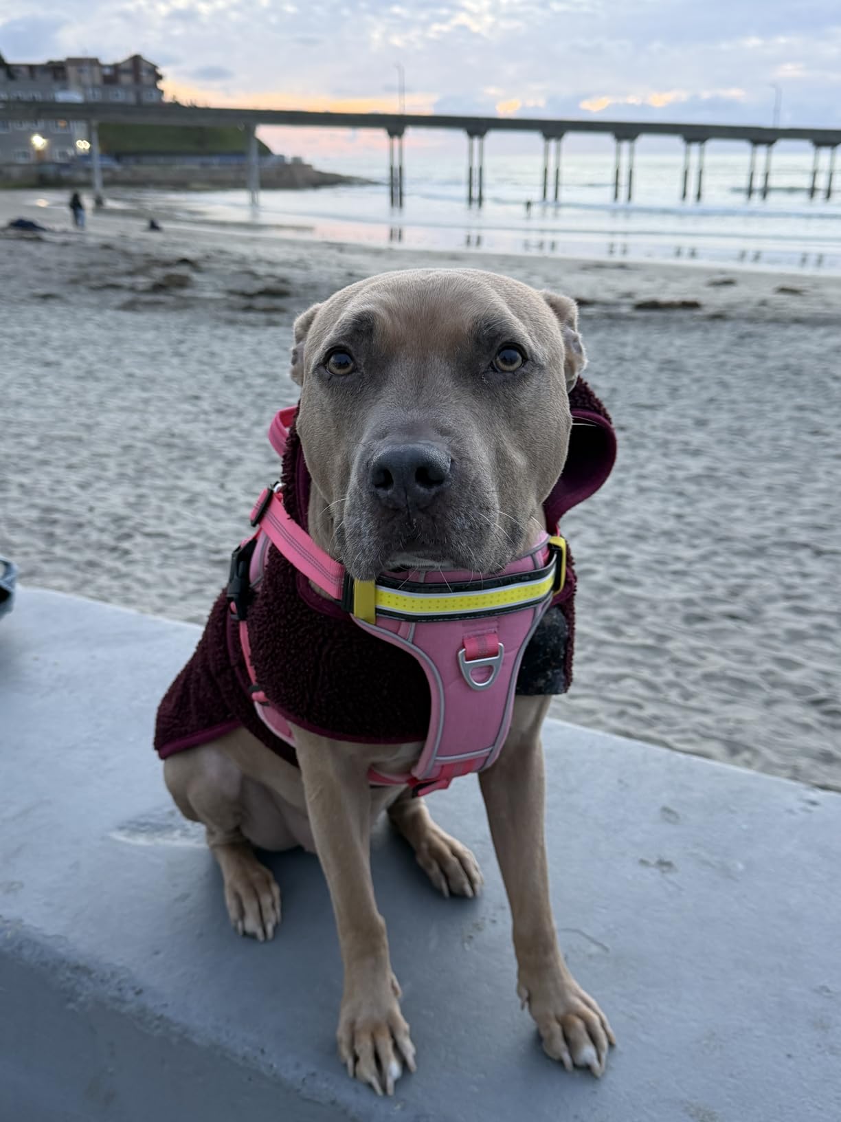 Lumi One LED Dog Harness for Night Visibility and Safety, Patent Pending-High-Visibility Light-Up Dog Vest with 1000 Lumen LED, Rechargeable Battery, Adjustable Fit, Reflective Trim (Teal Blue, Small) customer photo 1