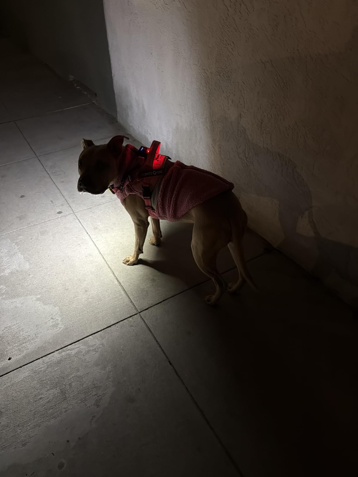 Lumi One LED Dog Harness for Night Visibility and Safety, Patent Pending-High-Visibility Light-Up Dog Vest with 1000 Lumen LED, Rechargeable Battery, Adjustable Fit, Reflective Trim (Teal Blue, Small) customer photo 2
