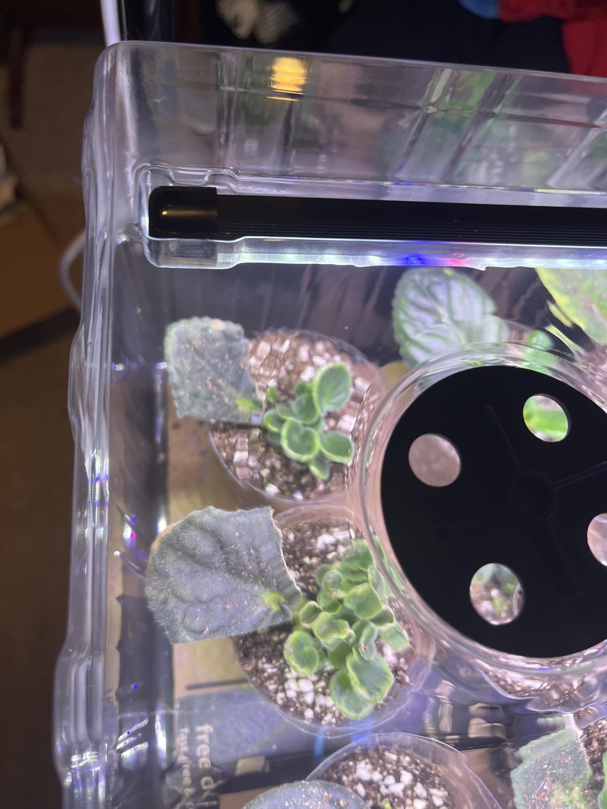 60-Cell Self-Watering Seed Starter Tray with Grow Light, Seed Starter Kit with 4.07