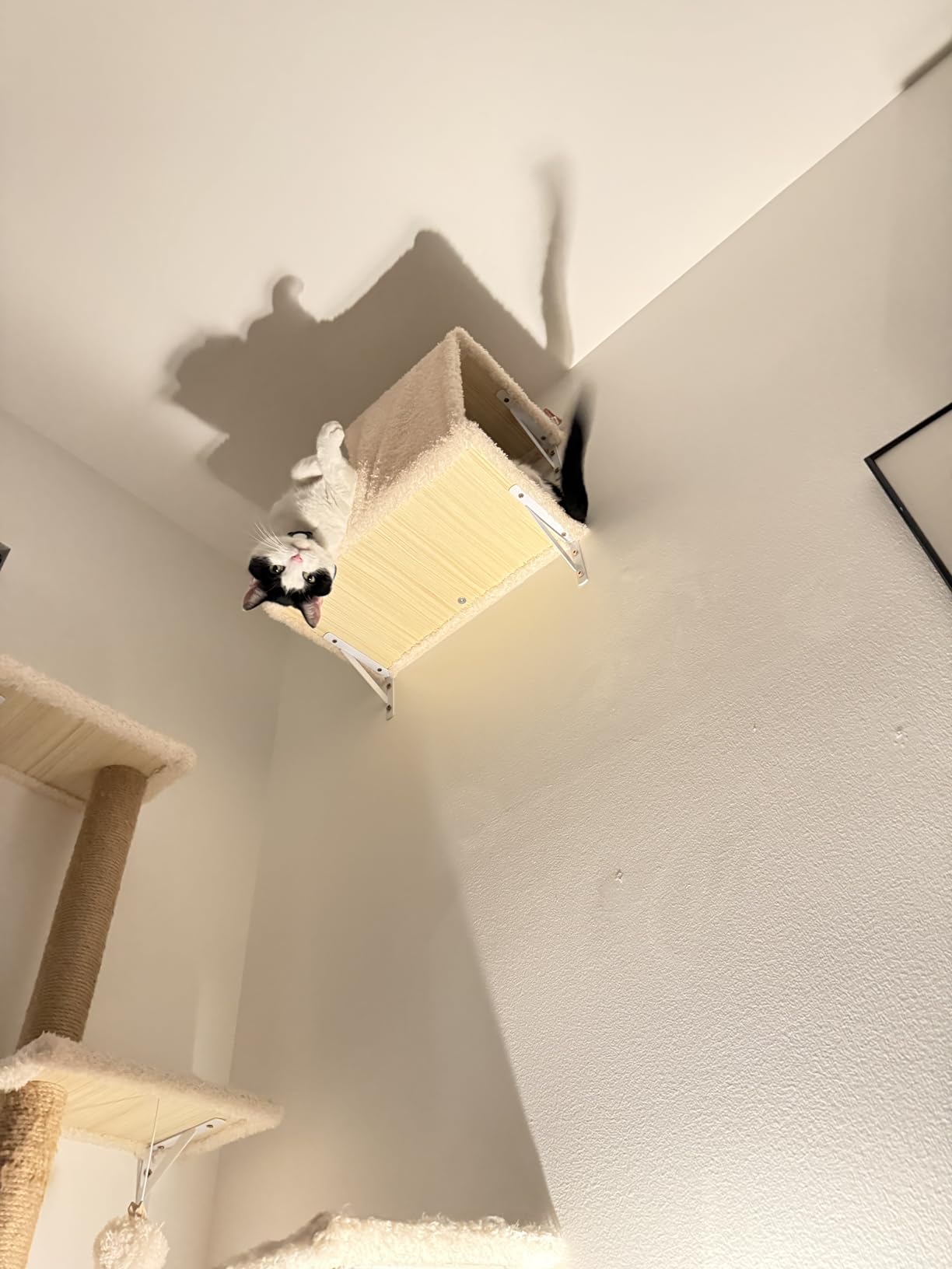 FUKUMARU Cat Wall Shelves, Stable & Safe 4 in 1 Large Cat Walls Furniture Set, Wooden Kitten Climbing Wall with Scratching Post for 16 Inch Drywall - Beige customer photo 1