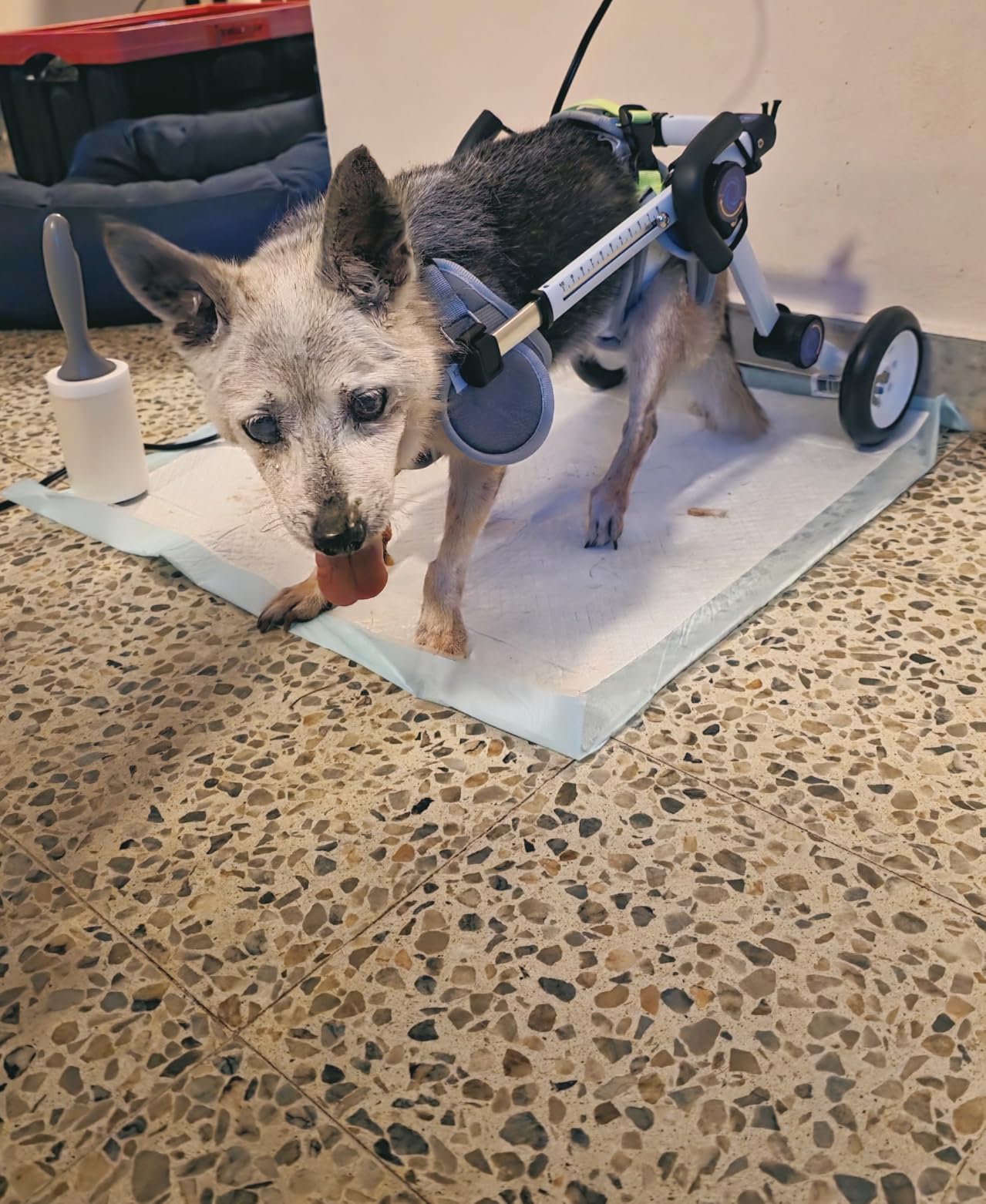 Adjustable Dog Wheelchair for Back Legs Mobility Support Lightweight Pet Wheelchair for Disabled Hind Legs Walking Stable Dog Cart for Pets, Pink (Small) customer photo 1
