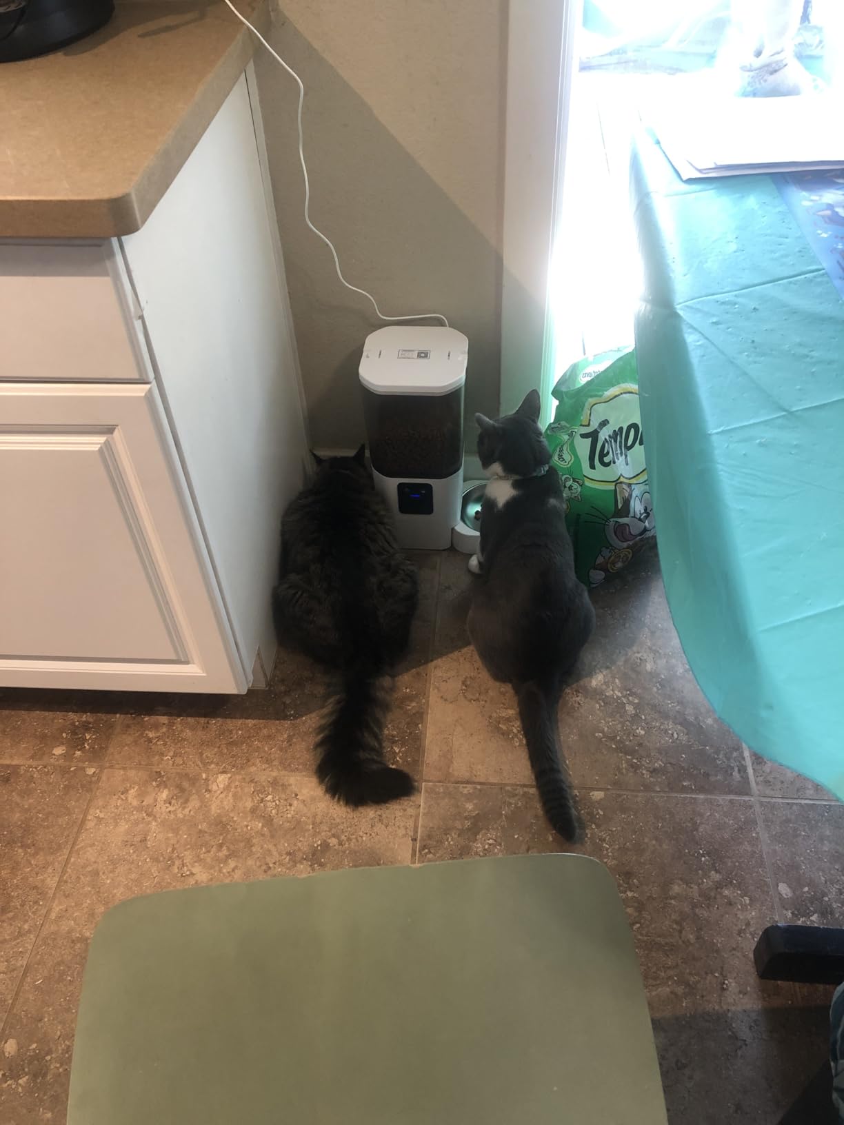 Automatic Cat Feeder 2 Cats with Slow Feed: Dual Automatic Dog Feeder with 5G WiFi, Cat Food Dispenser with APP Control for Multiple Pets, Detachable for Easy Clean, Double Pet Bowl customer photo 2