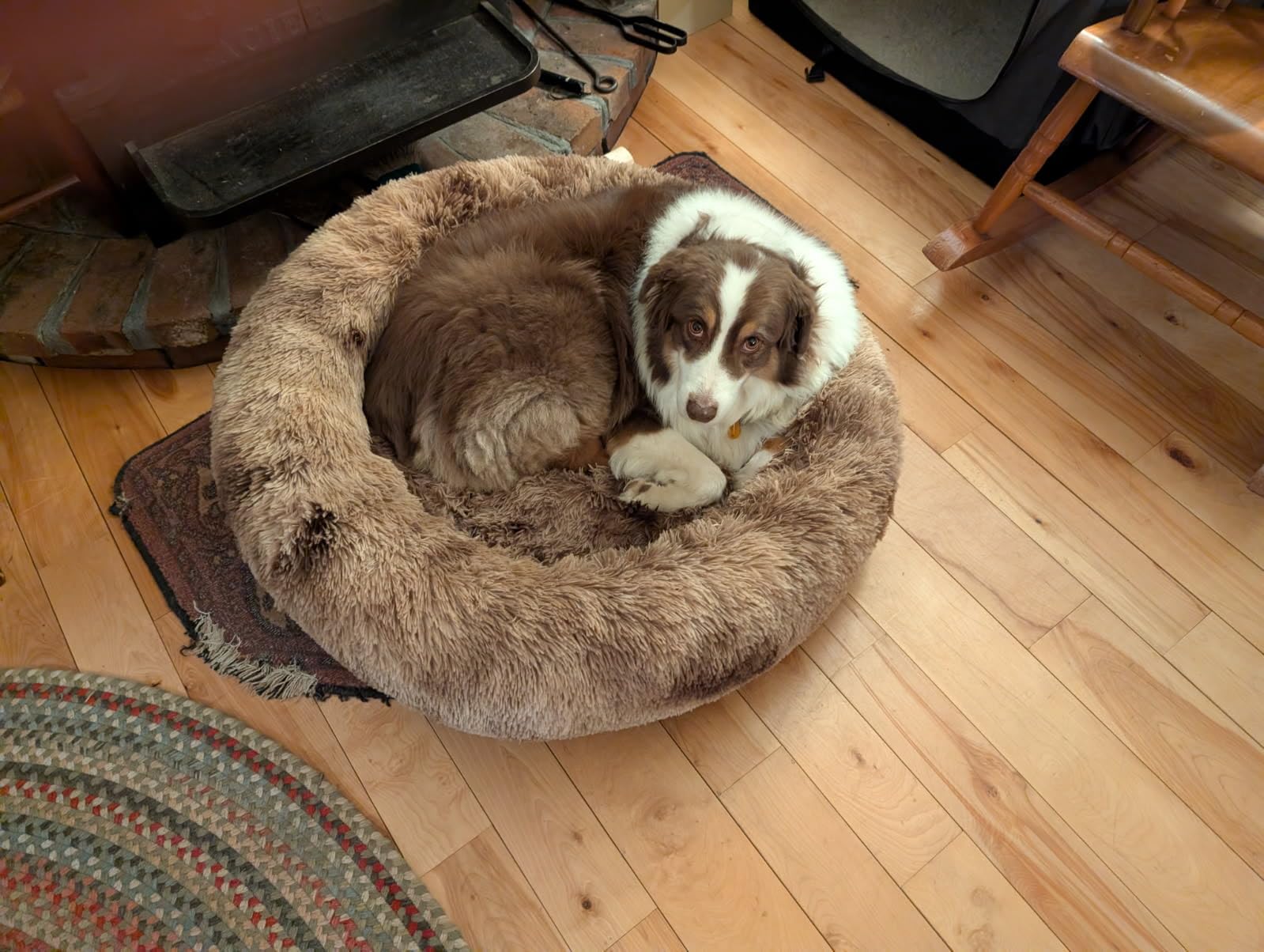 36 inches Donut Dog Bed for Large Dogs - Calming Fluffy Round Pet Bed with Removable & Washable Cover,Fits up to 80 lbs Pets (Dark Grey,Large) customer photo 1