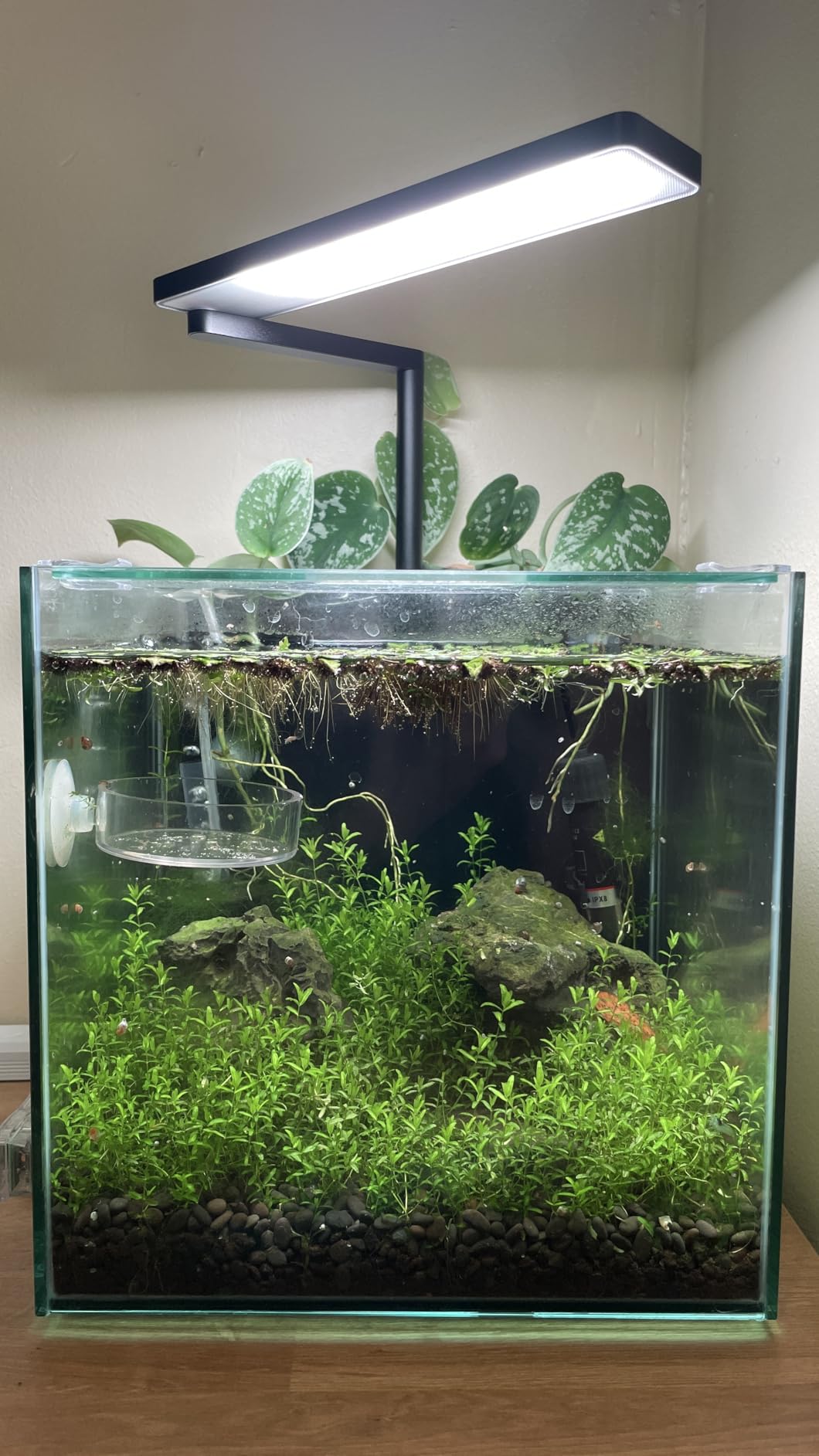 FZONE Solo Series Nano LED Aquarium Light, Full Spectrum and Dimmable, App-Controlled, for Freshwater and Planted Tanks customer photo 1