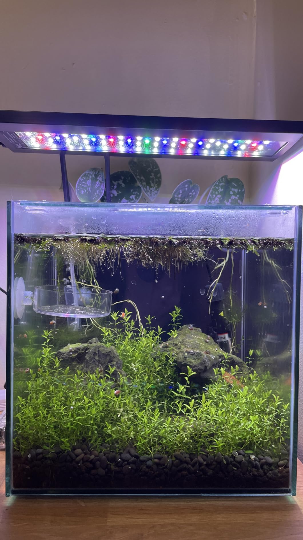 FZONE Solo Series Nano LED Aquarium Light, Full Spectrum and Dimmable, App-Controlled, for Freshwater and Planted Tanks customer photo 2