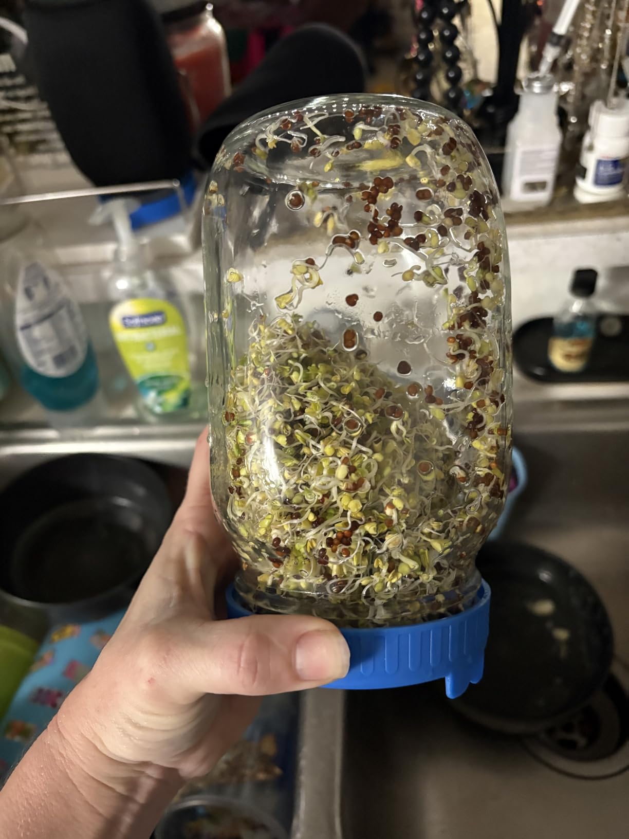 Lulonpon Sprouting Kit, 4 Sprouting Jar Kits, Wide Mouth Quart Mason Jars with Stainless Steel Screen Sprout Lids, 1000ml Sprouts Growing Kit, Seed Sprouter Set for Growing Broccoli, Bean, Alfalfa customer photo 1