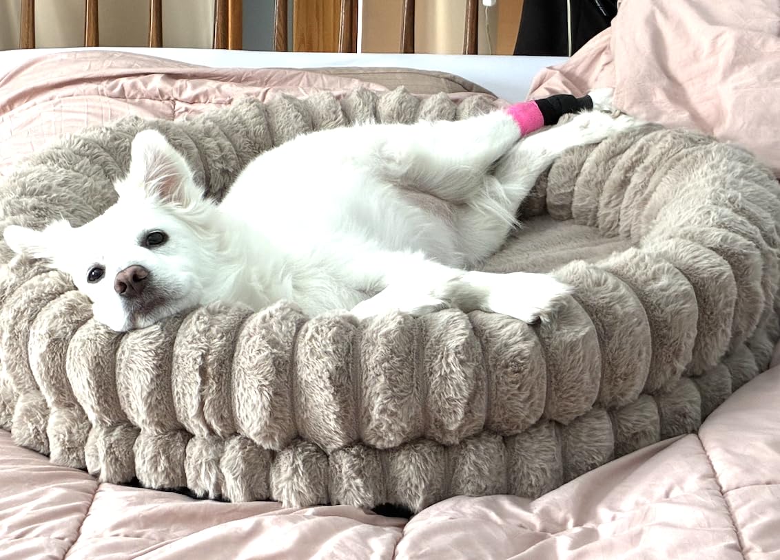 BALANCE Luxury Donut Dog Bed, 30 Inches Round Dog Bed Medium Size Dogs Washable, Orthopedic Calming Dogs Bed for Pets with Anti-Slip Bottom, Oatmeal customer photo 1