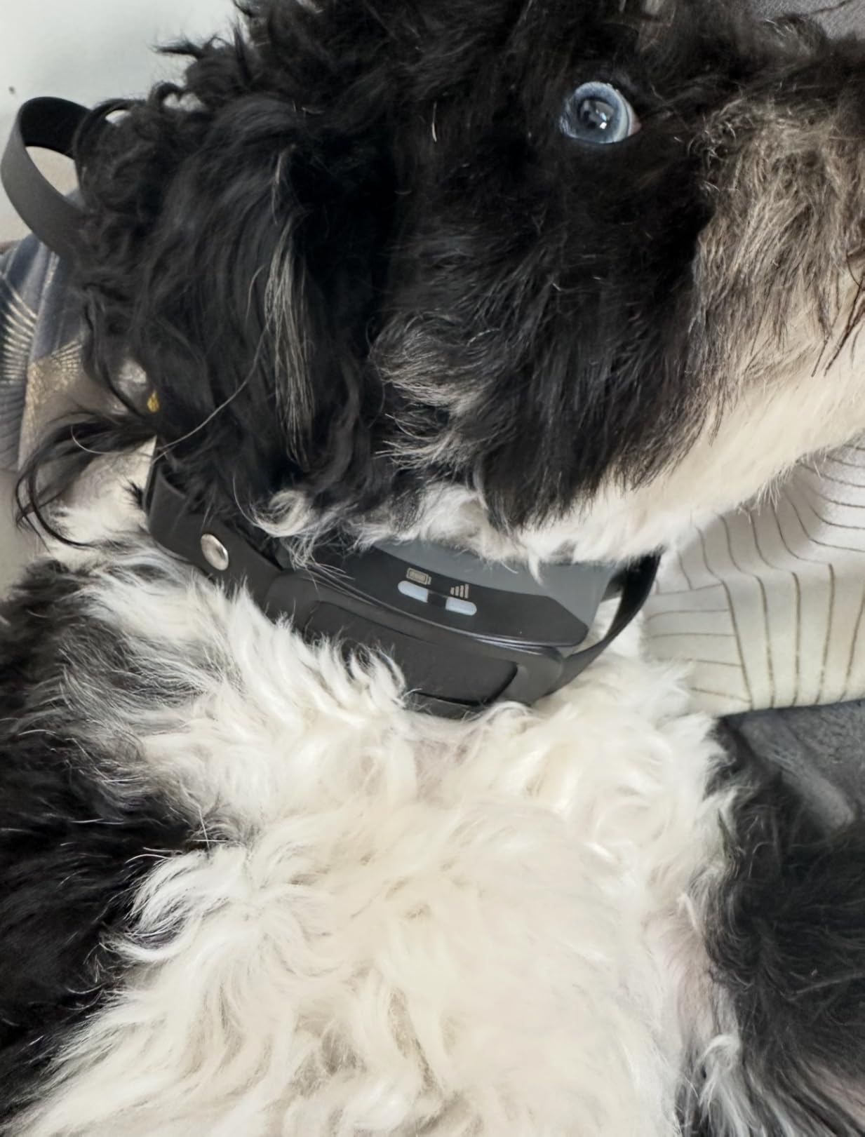PetSafe Guardian GPS 2.0 Dog Fence + Tracking - Wireless GPS Dog Fence - Real-Time Tracking - Custom Boundaries System - Waterproof Collar customer photo 2