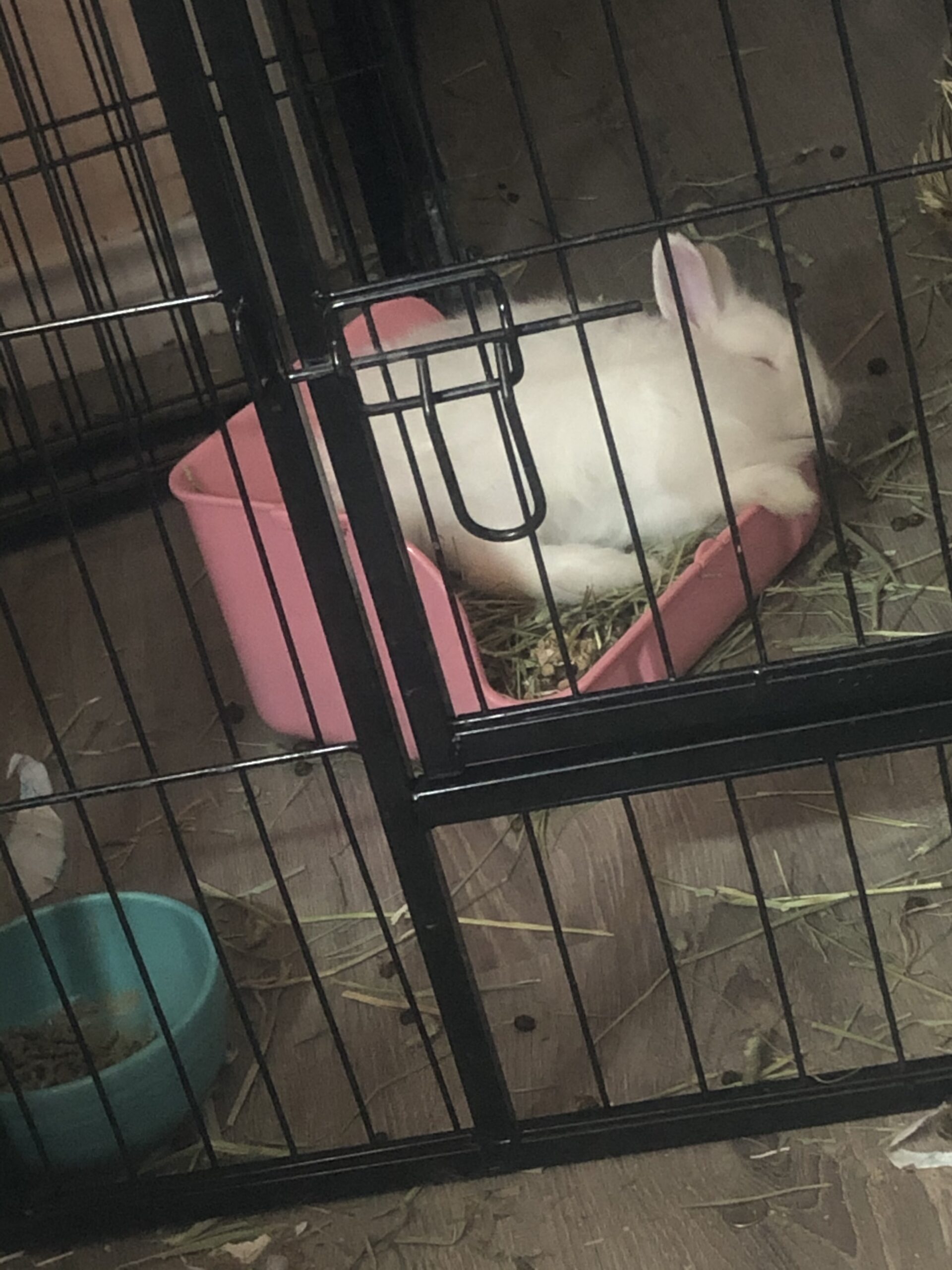 Rabbit Litter Box, Bunny Litter Box, Guinea Pig Potty Trained, Square Small Animal Toilet Potty Pan for Rabbit Guinea Pig Ferret Hamster Chinchilla (Grass Green) customer photo 1