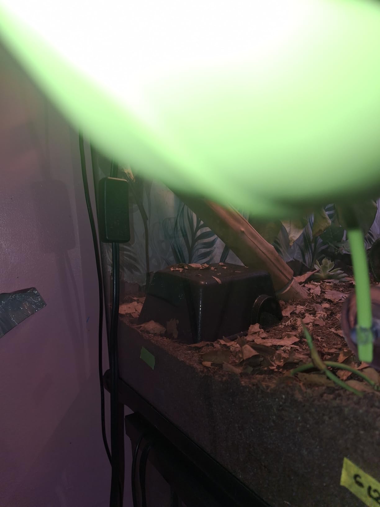 Humid Hideout Cave for Reptiles, Snake Hide for Ball Pythons, Gecko Hide, Leopard Geckos, Bearded Dragons customer photo 1